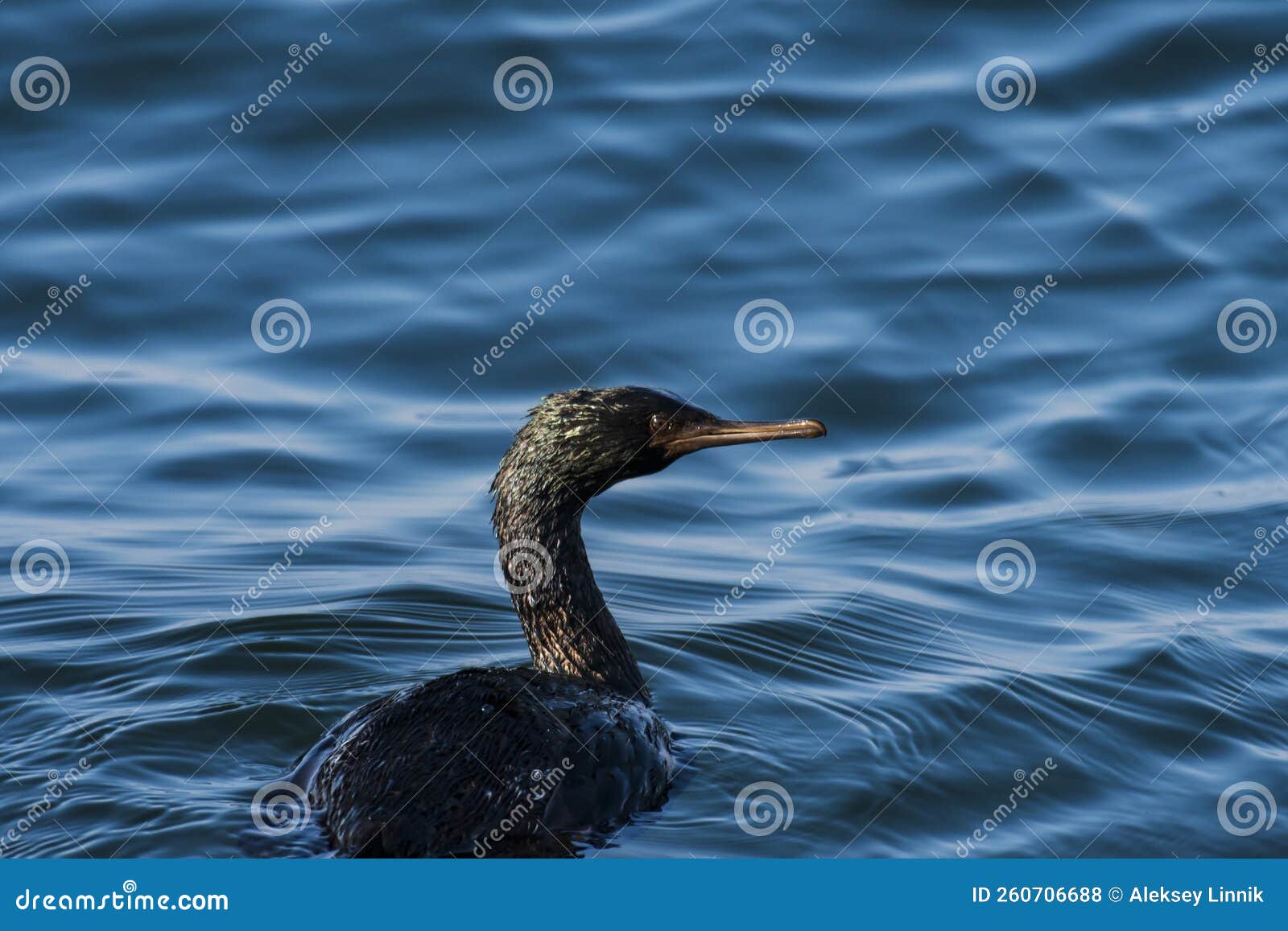 A Black Cormorant Floats on the Water Stock Photo Image of animals
