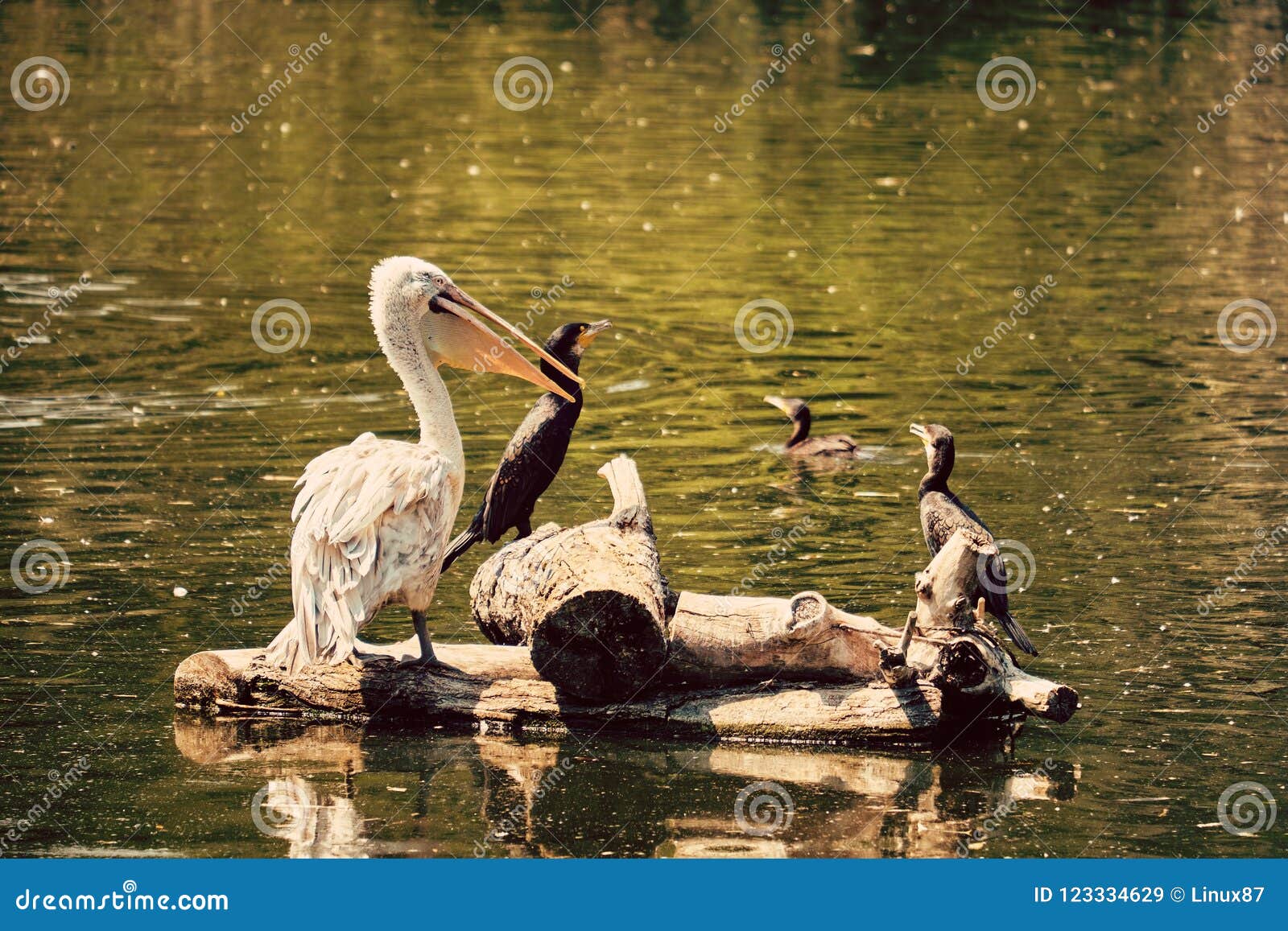 cormorant on a lake