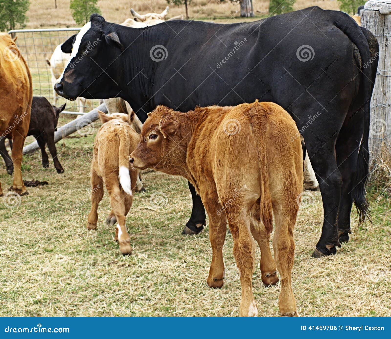 Black cow with brown calf stock photo. Image of farm 41459706