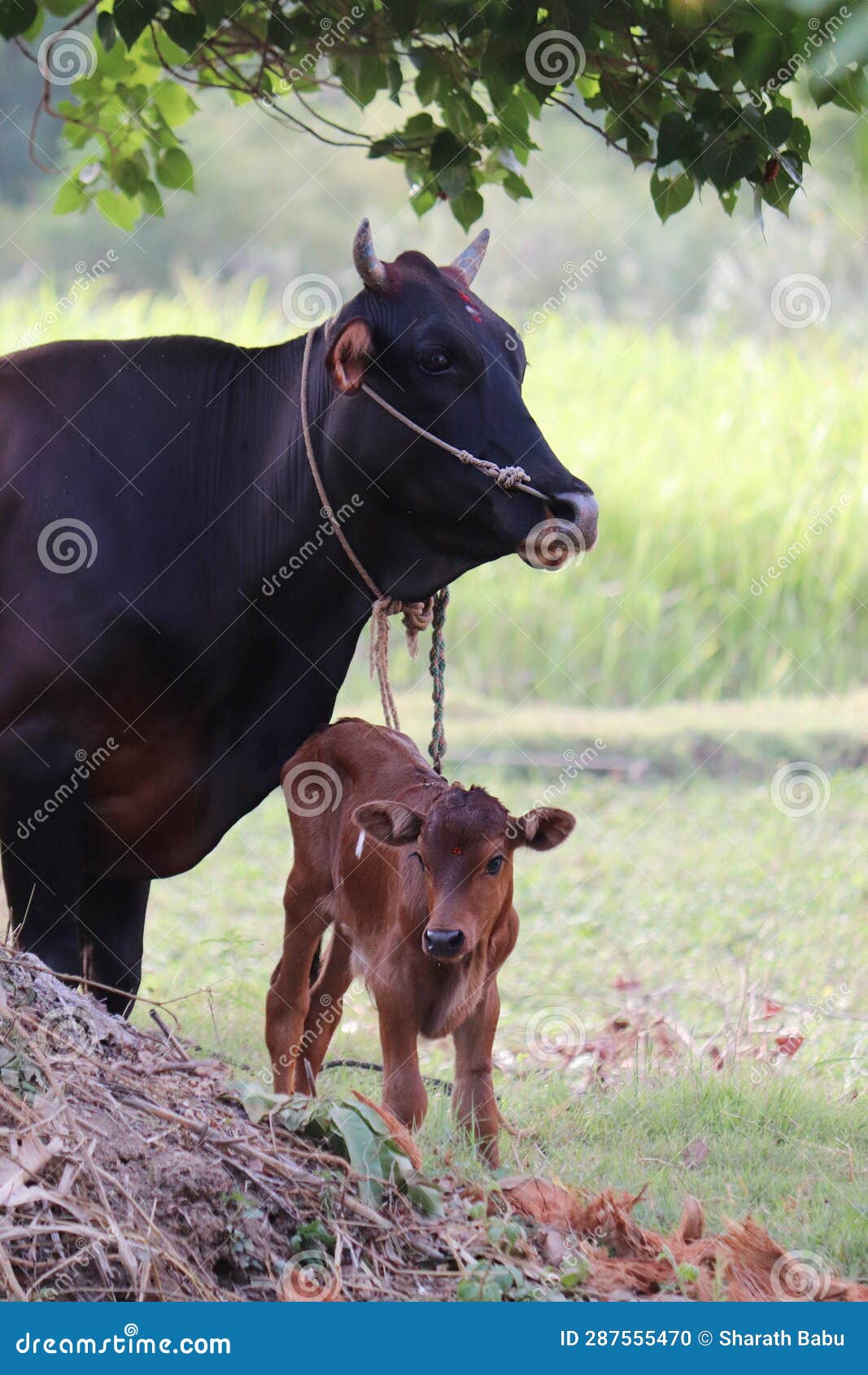 Black Cow with Calf stock photo. Image of field, horn 287555470