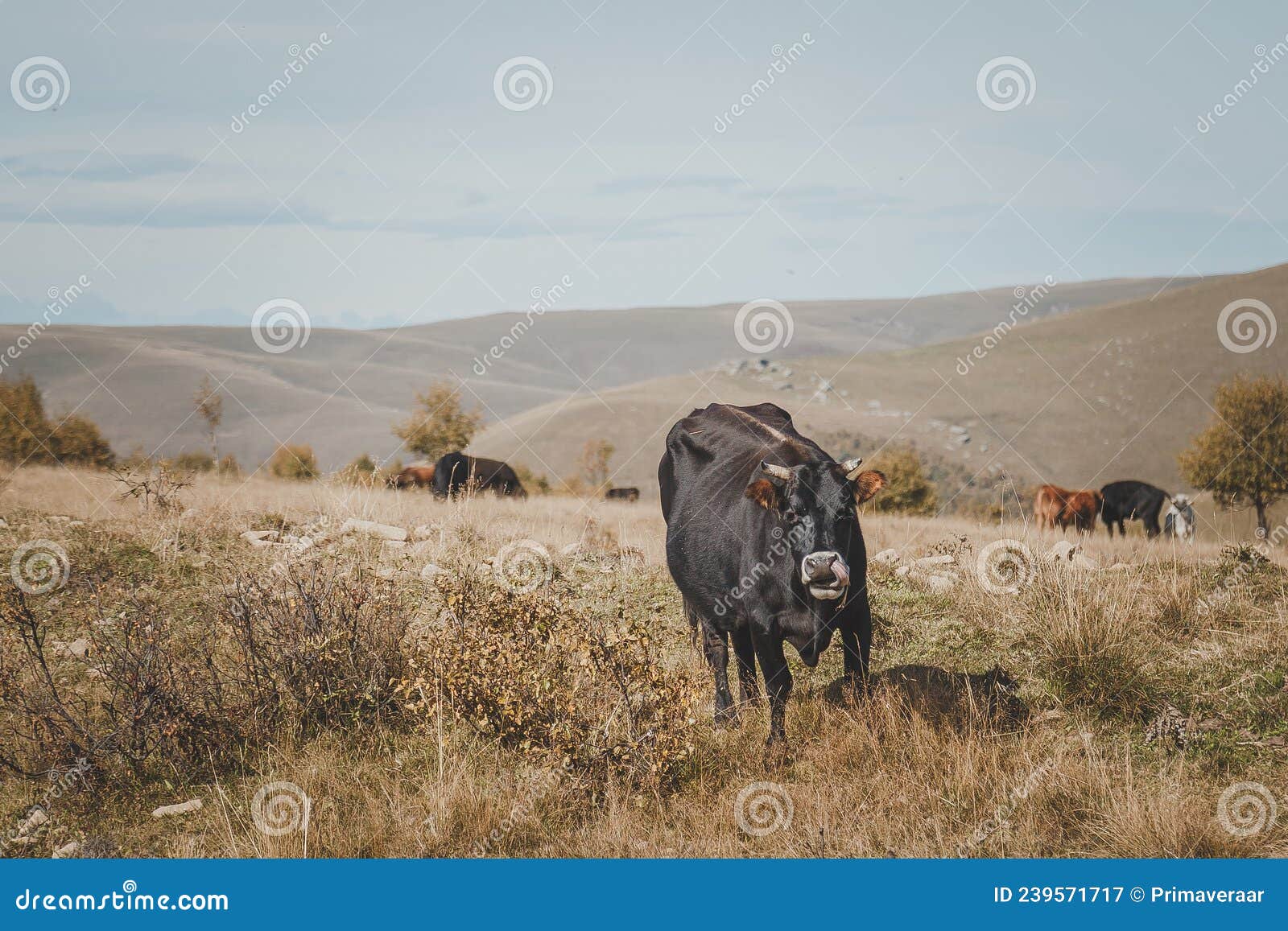A Black Cow Close Up Grazes On A Field In The Mountains Of The Caucasus