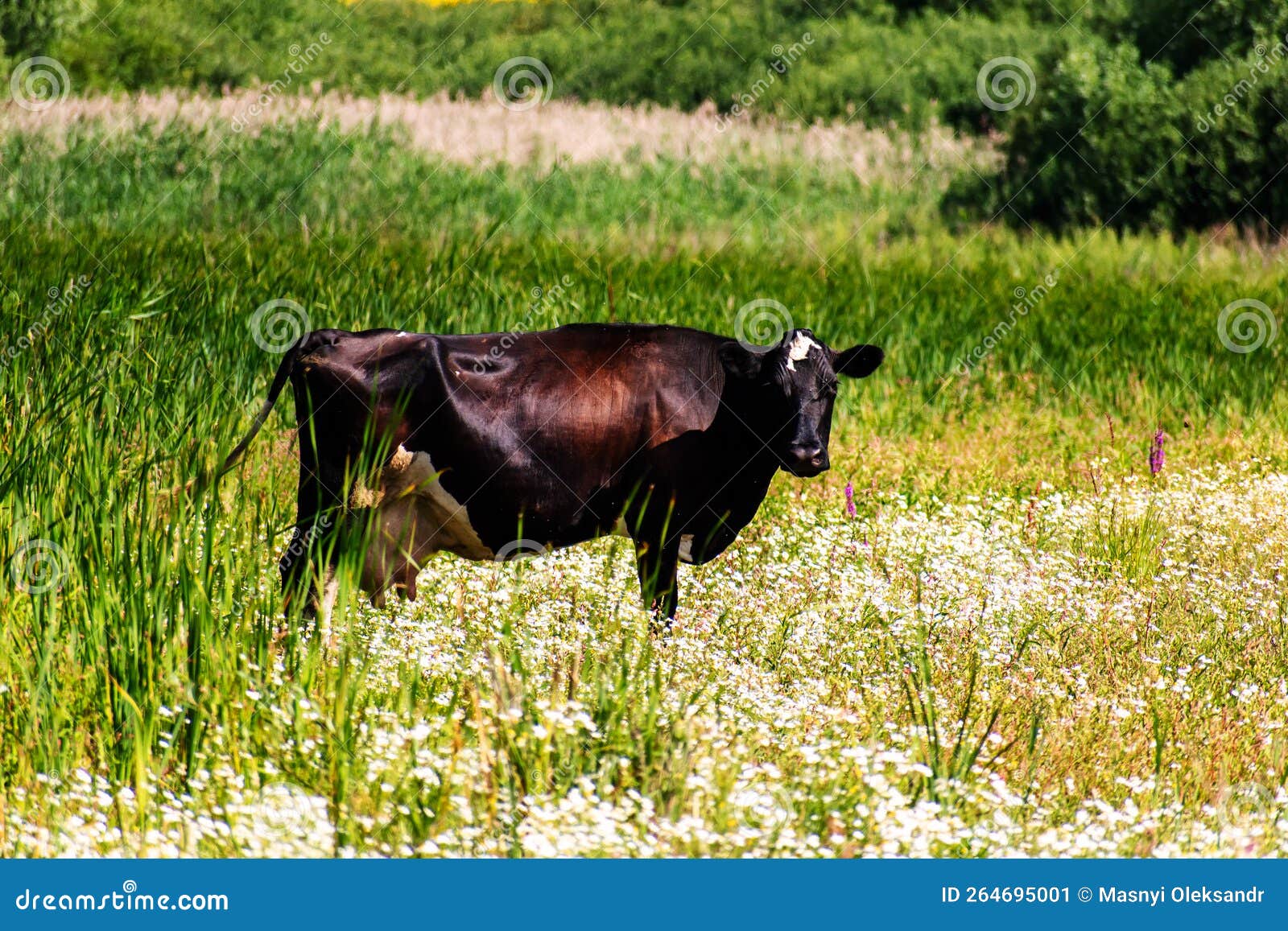 A Black Cow Grazes in the Valley in Summer Stock Image Image of calf