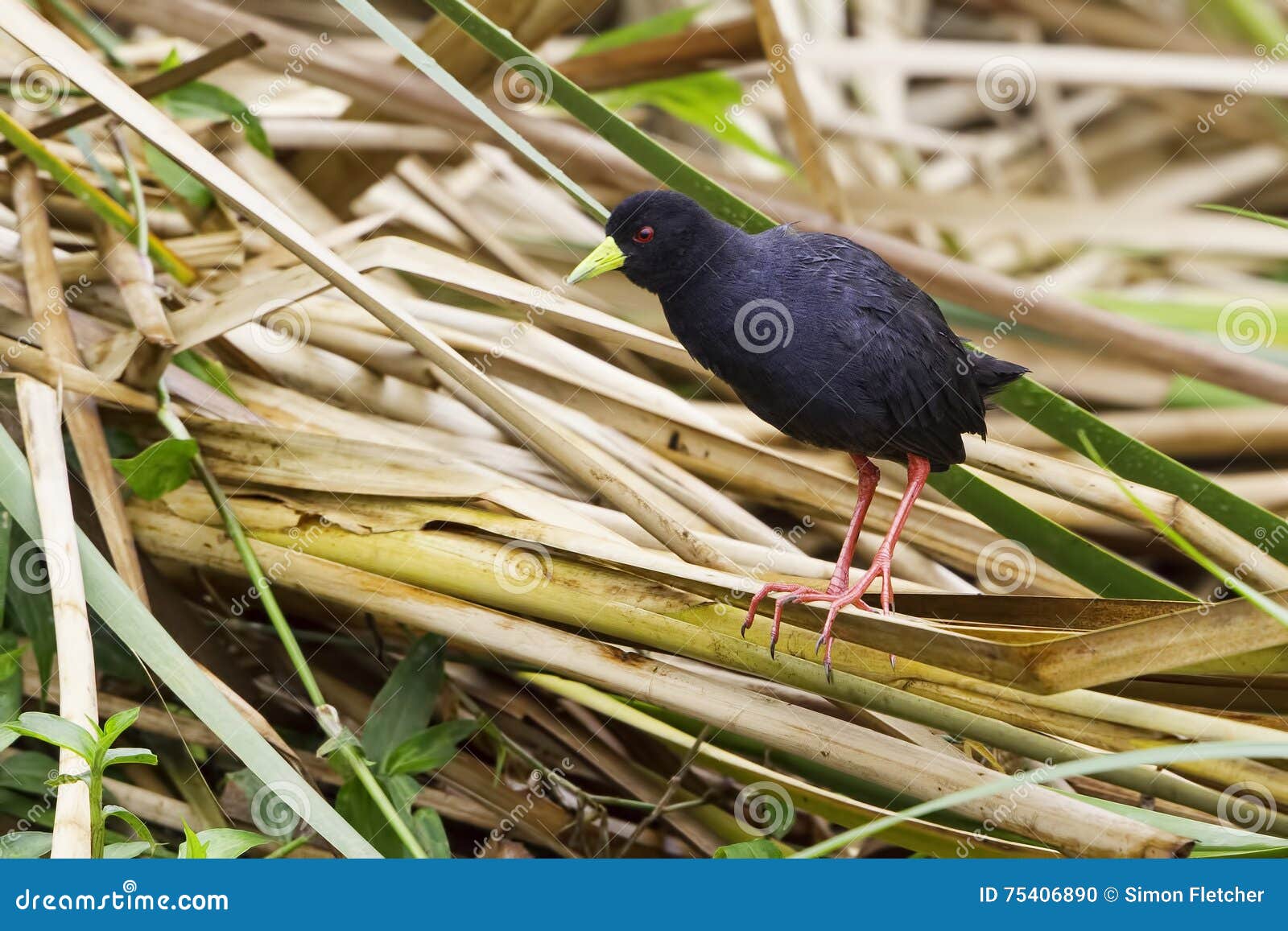 all birds bamboo