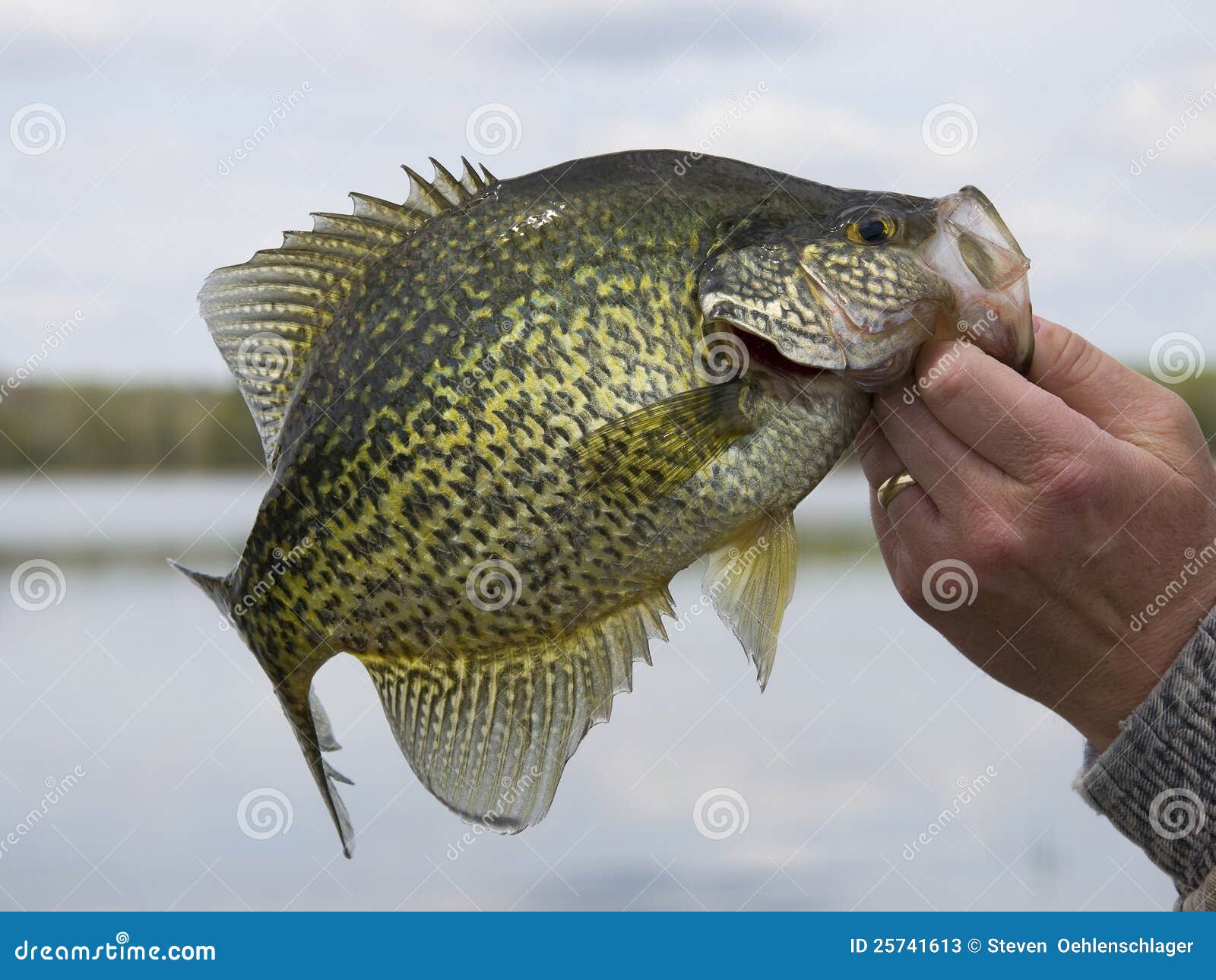 Fish Black Crappie Pomoxis Nigromaculatus Caught on the Yo-Yo