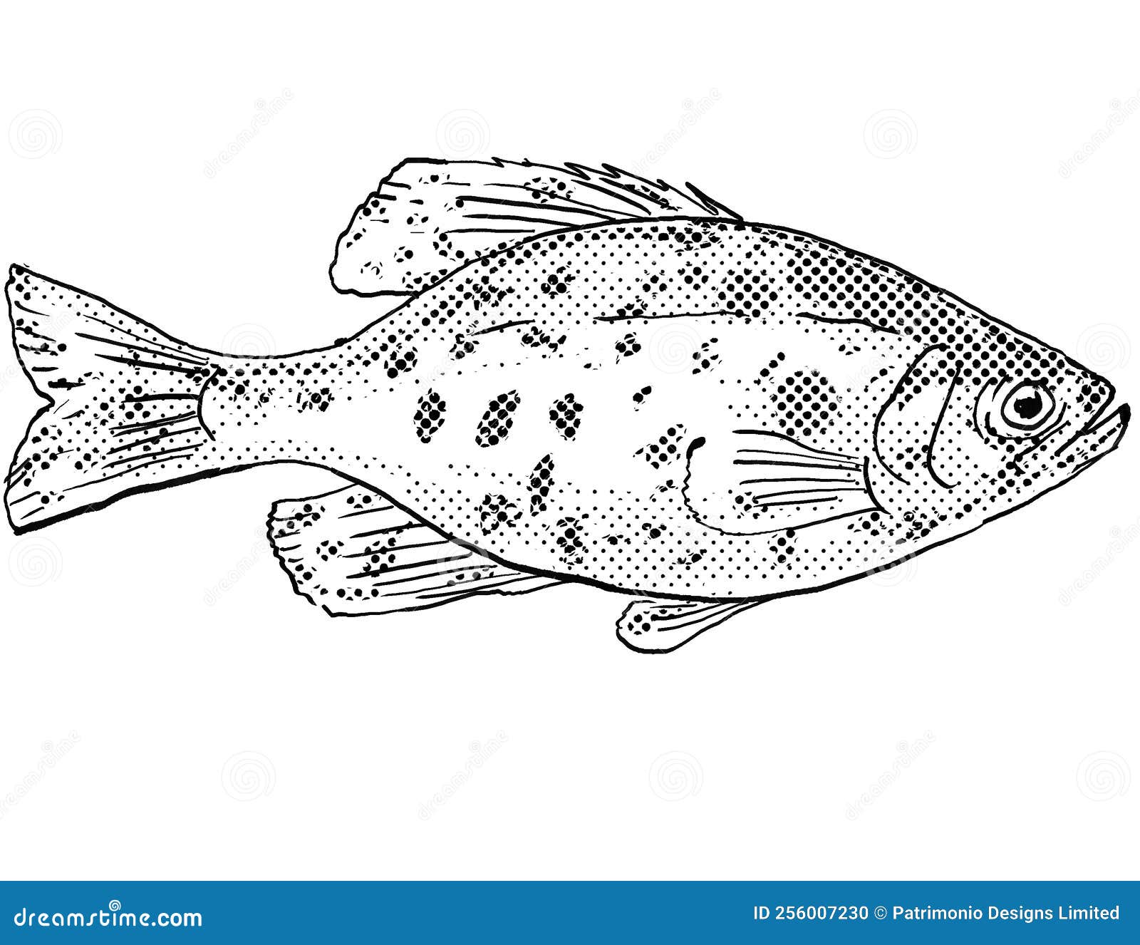 Black Crappie or Pomoxis Nigromaculatus Freshwater Fish Drawing