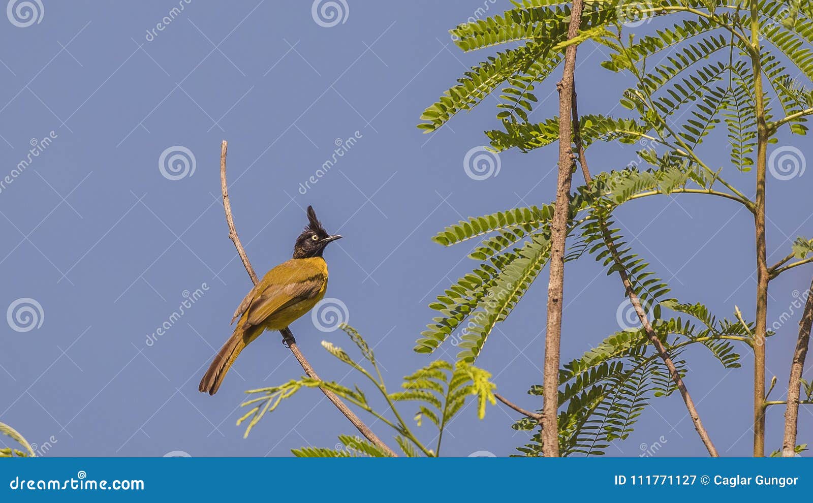 black-crested bulbul on tree top