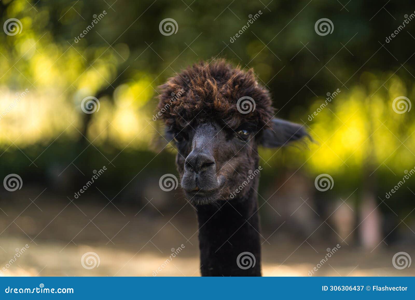 black cria alpaca face and neck portrait, young funny animal