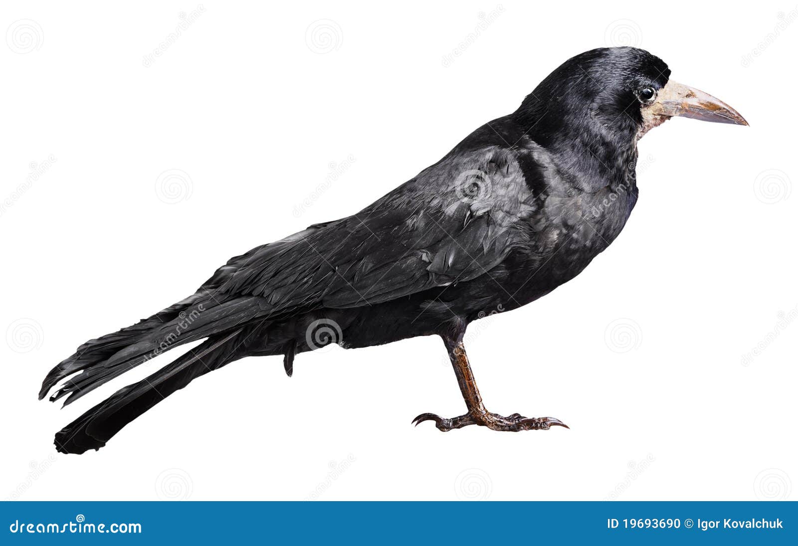 Black Crow Stock Photo Image Of Bird Carrion Frugilegus 19693690 black-crow-stock-photo-image-of-bird-carrion-frugilegus-19693690
