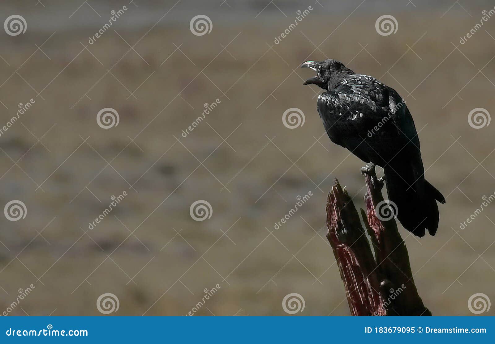 The Black Crow is a Bird Known for Its Intelligence and Adaptability, As  Well As Its Loud, Harsh Sound. Stock Image - Image of impact, wildlife:  183679095