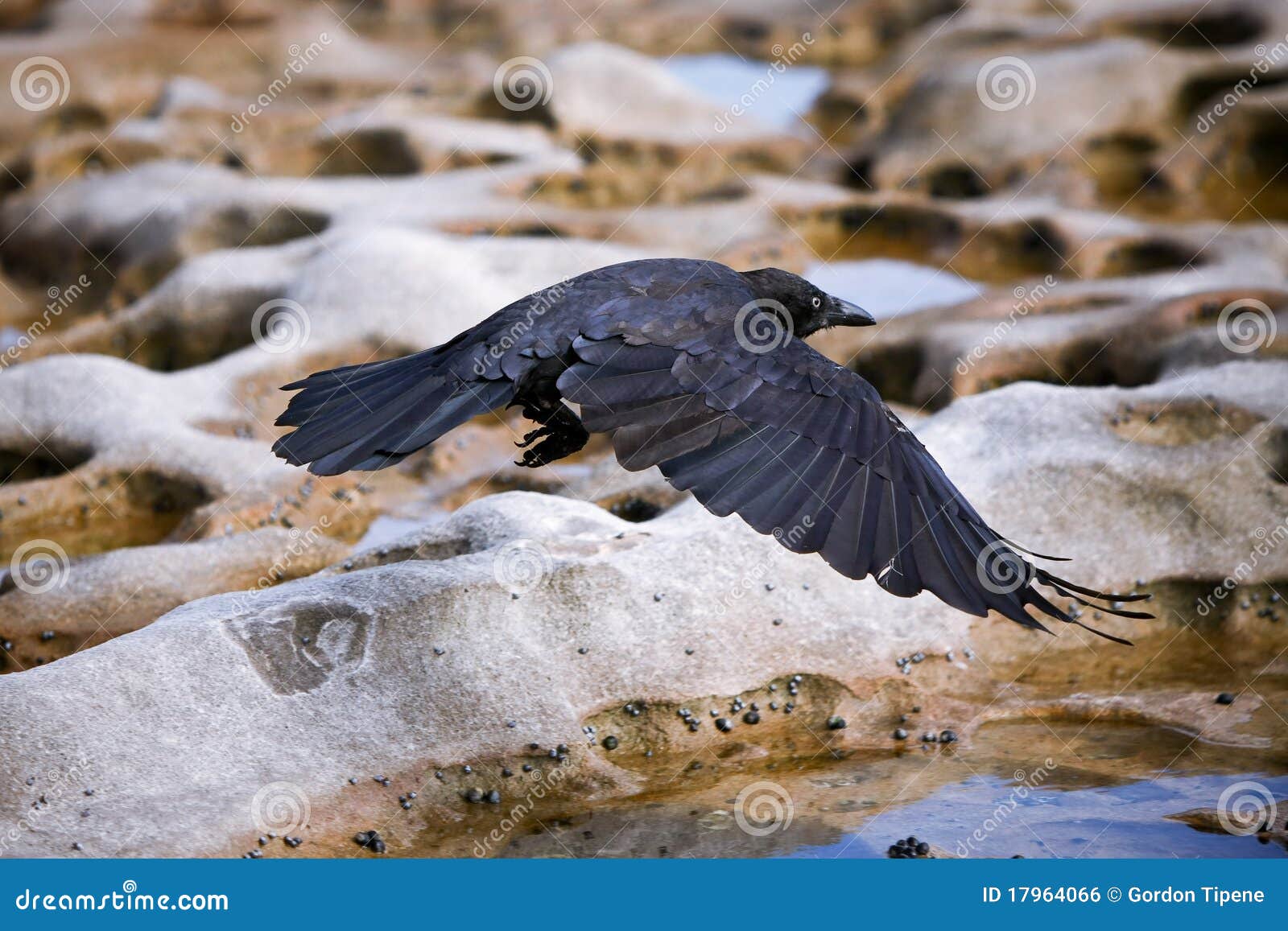 black crow in flight over rocky terrain