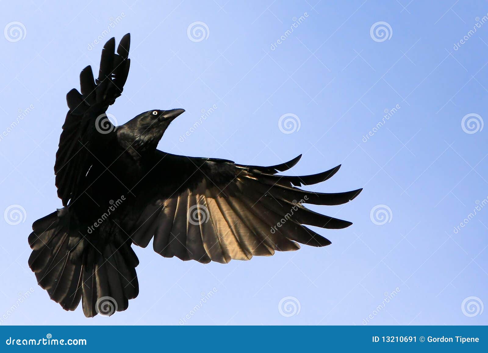 Black Crow In Flight With Spread Wings Stock Image - Image: 13210691