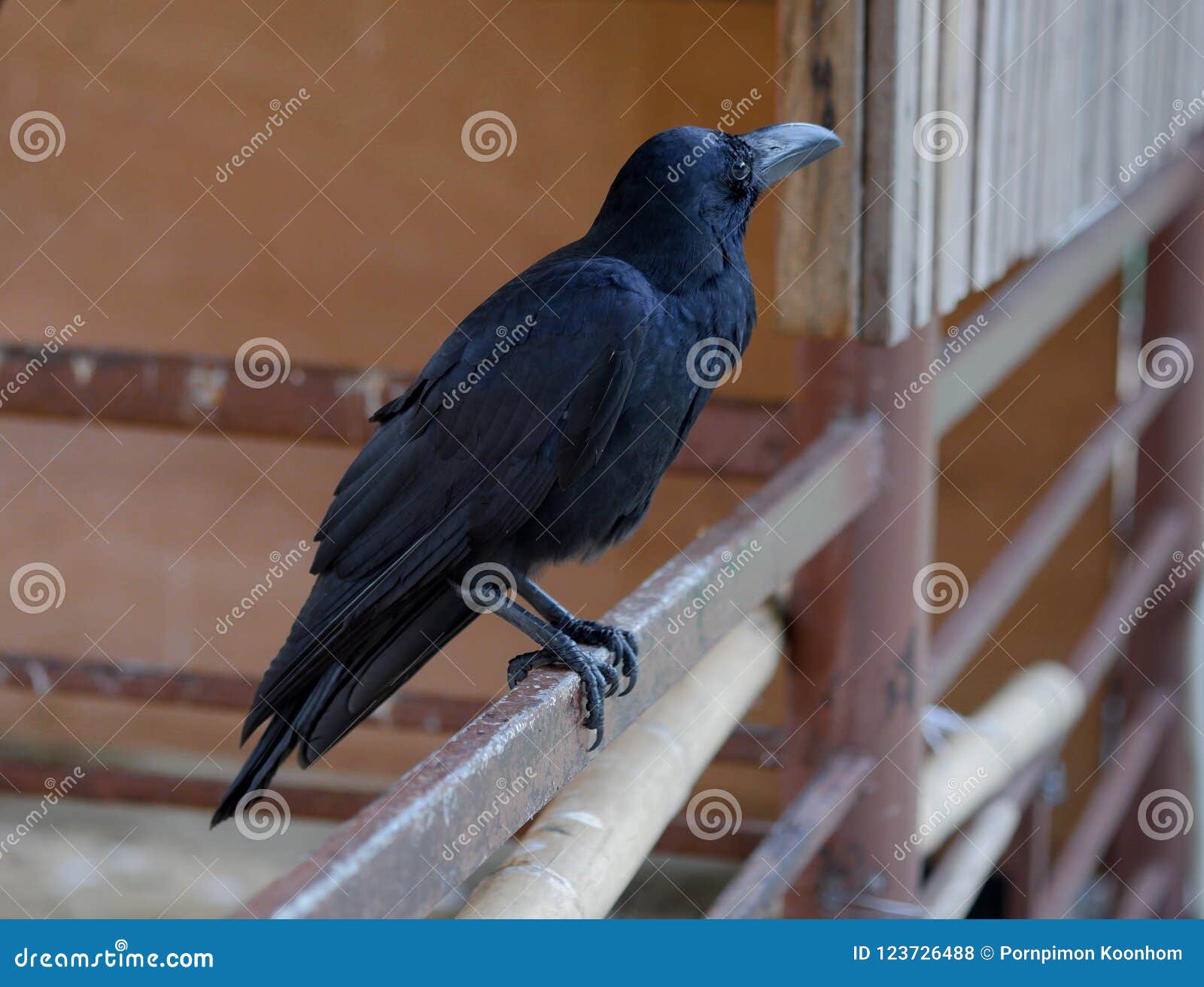 Black Crow Perched on a Steel Fence Stock Photo Image of concept, natural 123726488