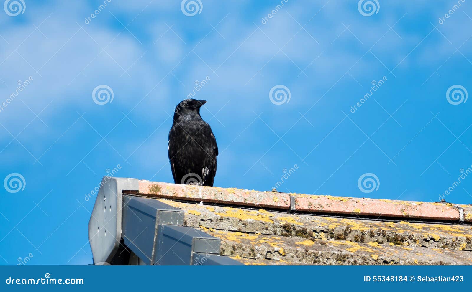 Black Crow stock photo. Image of birds, pest, crows, scavenger 55348184