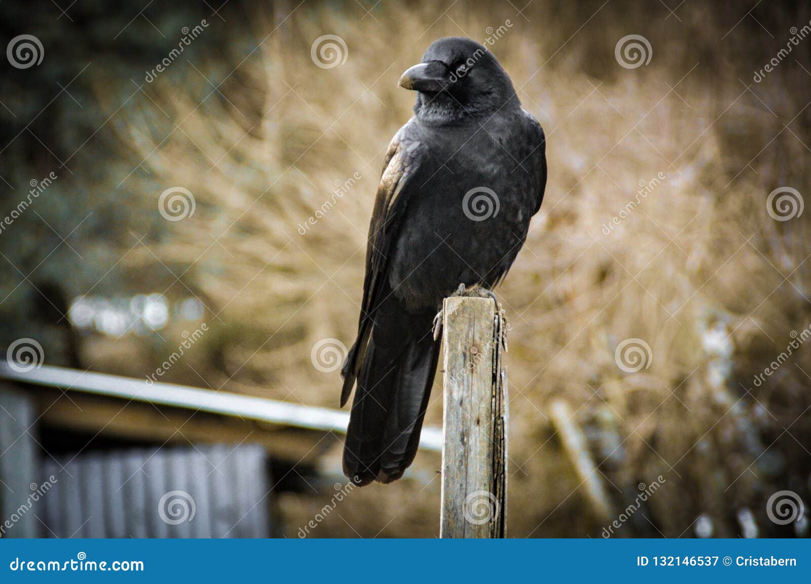 Black crow stock image. Image of creepy, crow, symbolizing - 132146537