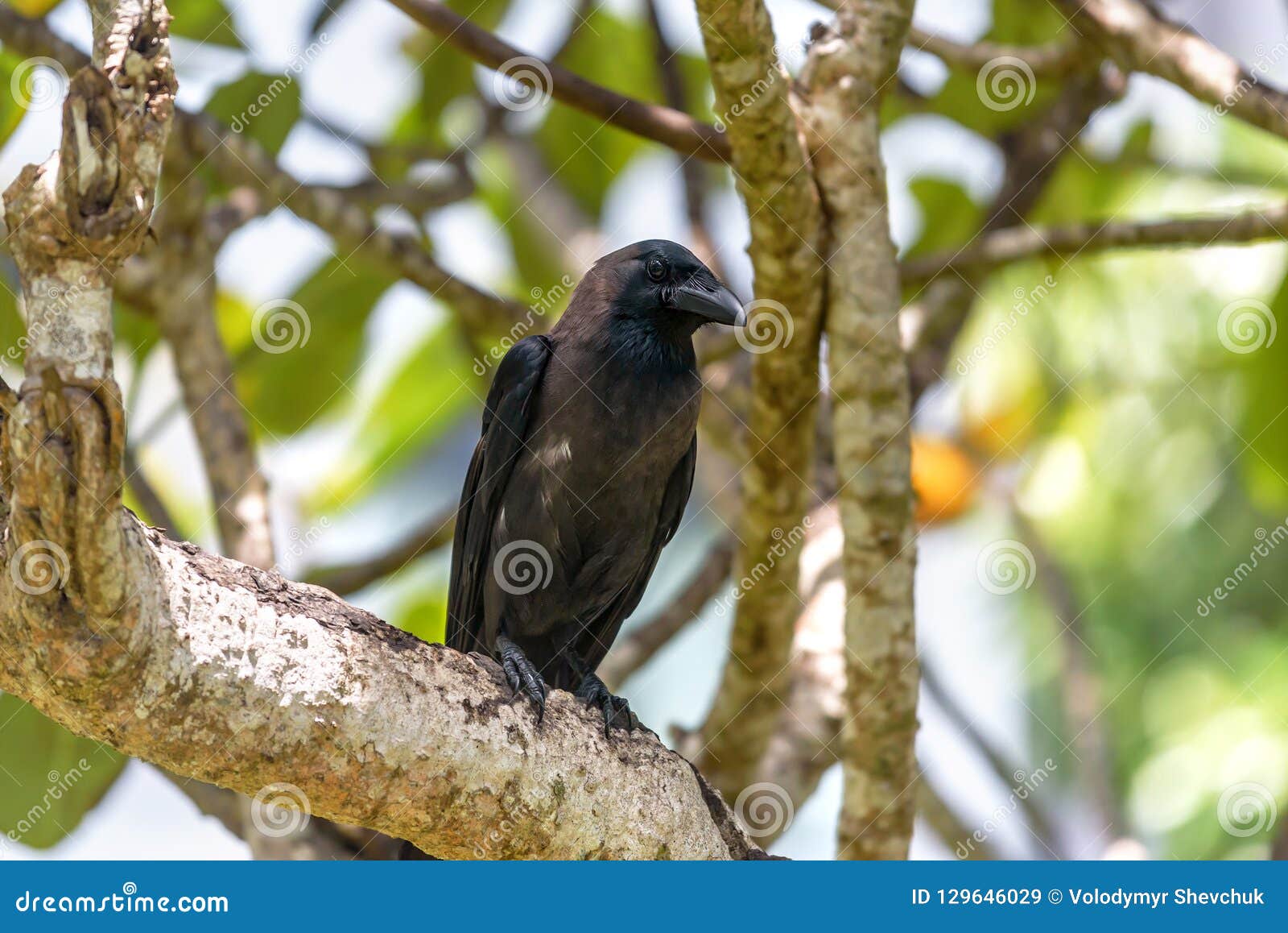 Black crow on the tree stock image. Image of beauty 129646029