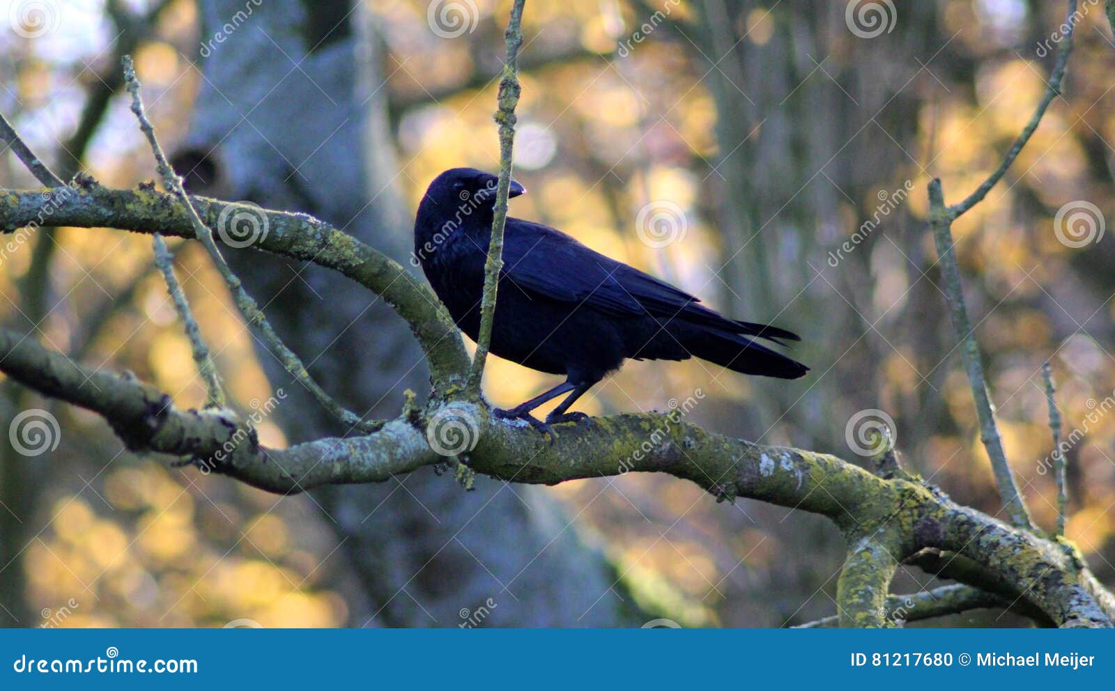 Black crow in tree stock photo. Image of open, foraging 81217680