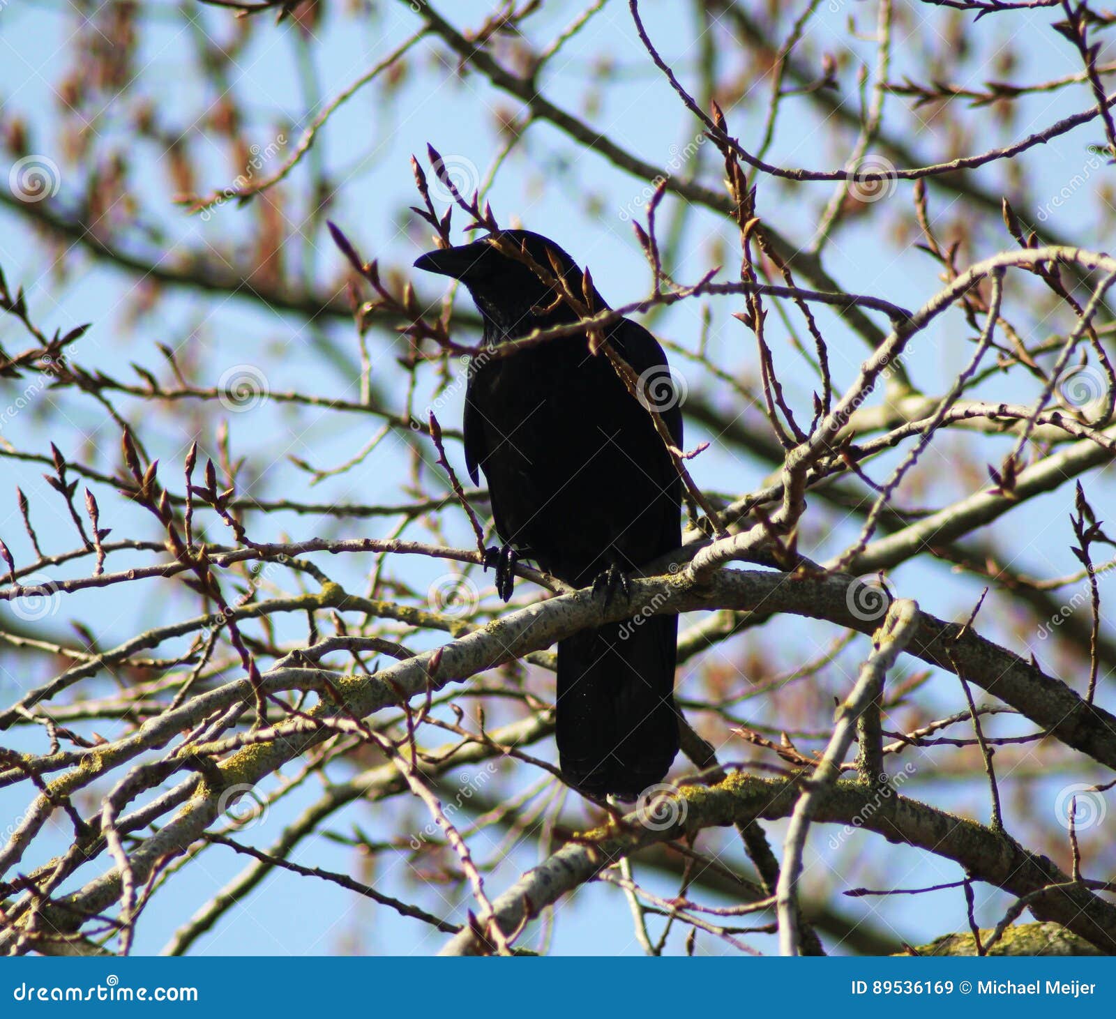 Black crow in tree stock image. Image of food, 89536169