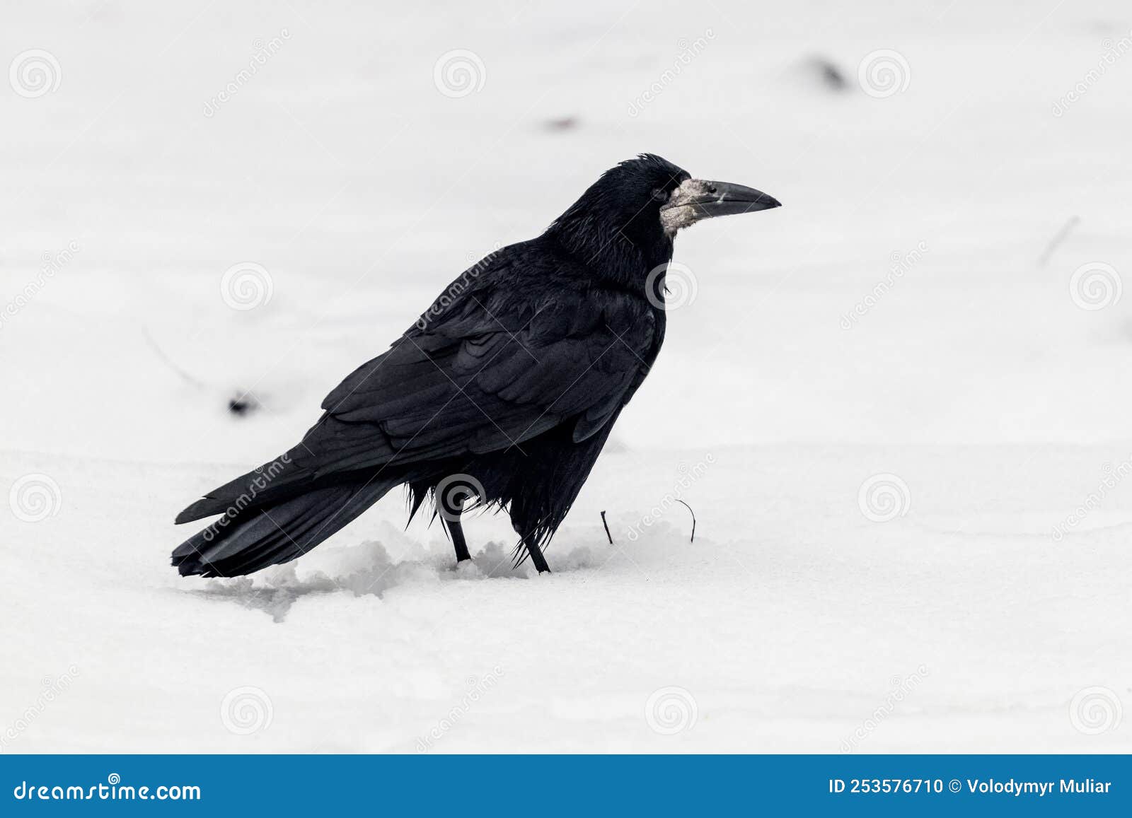 Black Crow in the Winter Park on the Snow Stock Photo - Image of frost ...