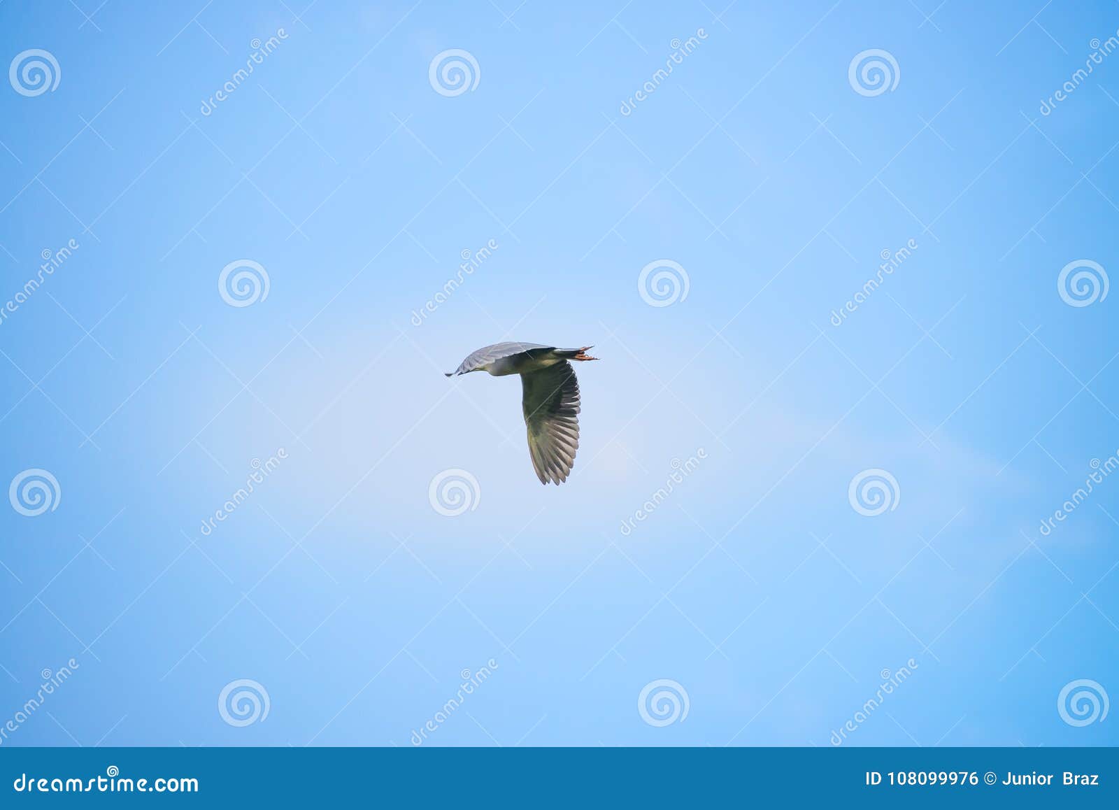 black crowned bird flying with sky as background