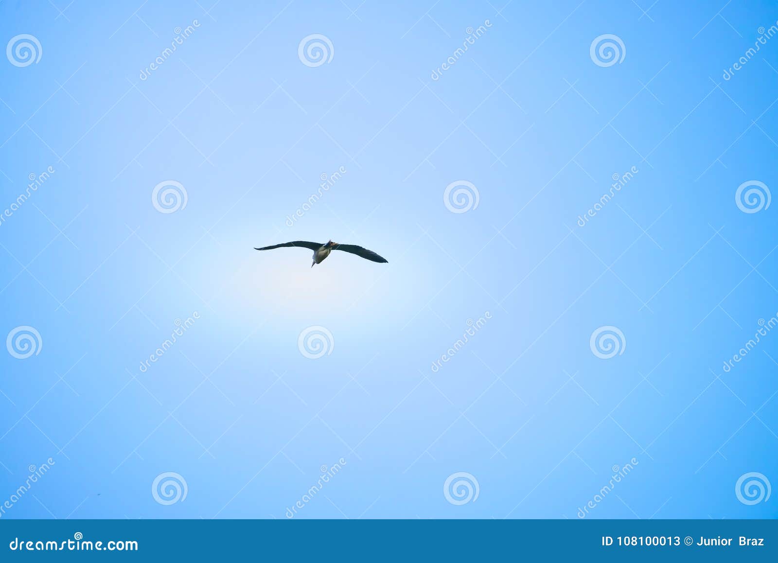 black crowned bird flying with sky as background