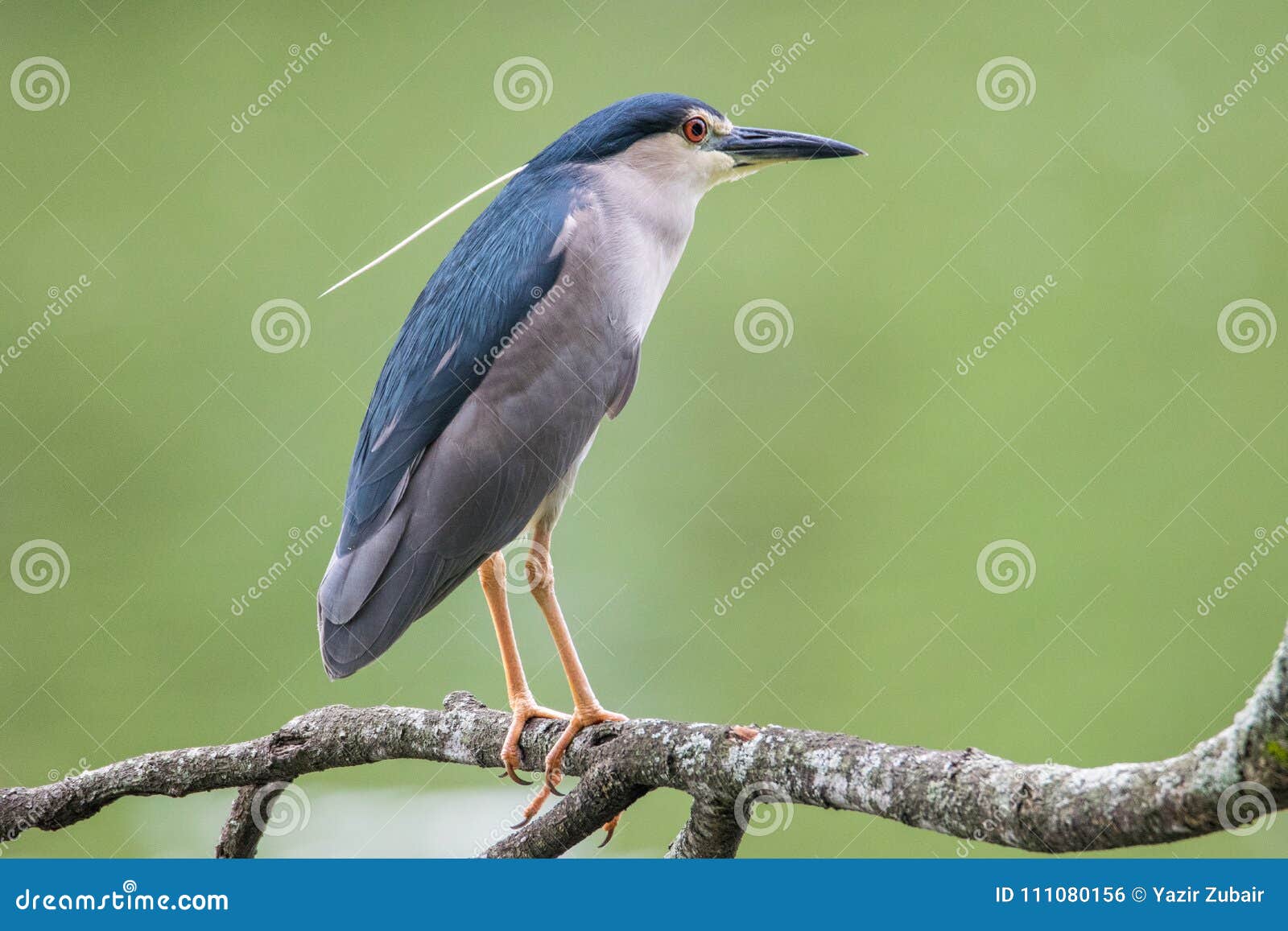 black-crowned night heron