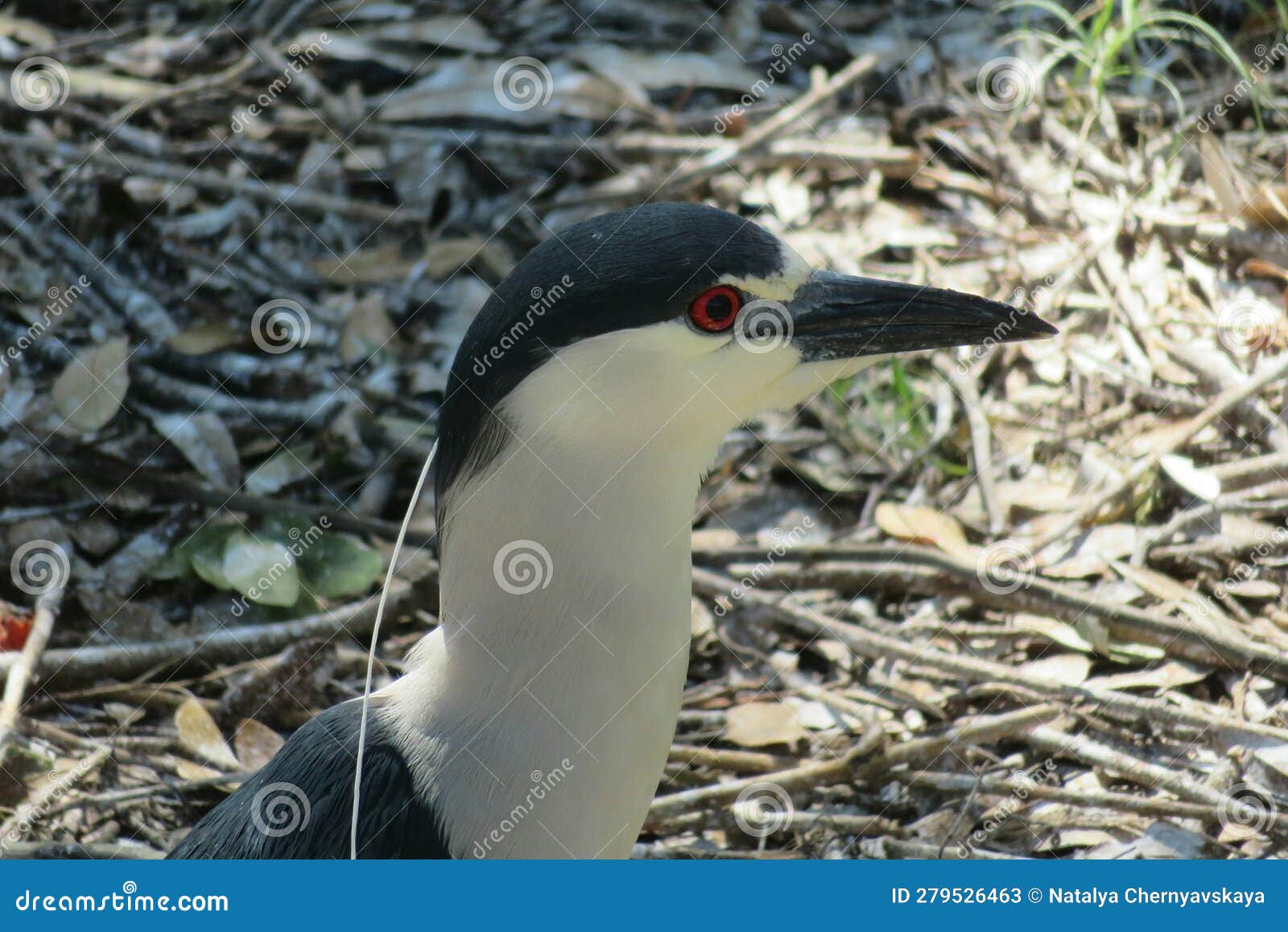 black-crowned night heron in florida wild, closeup