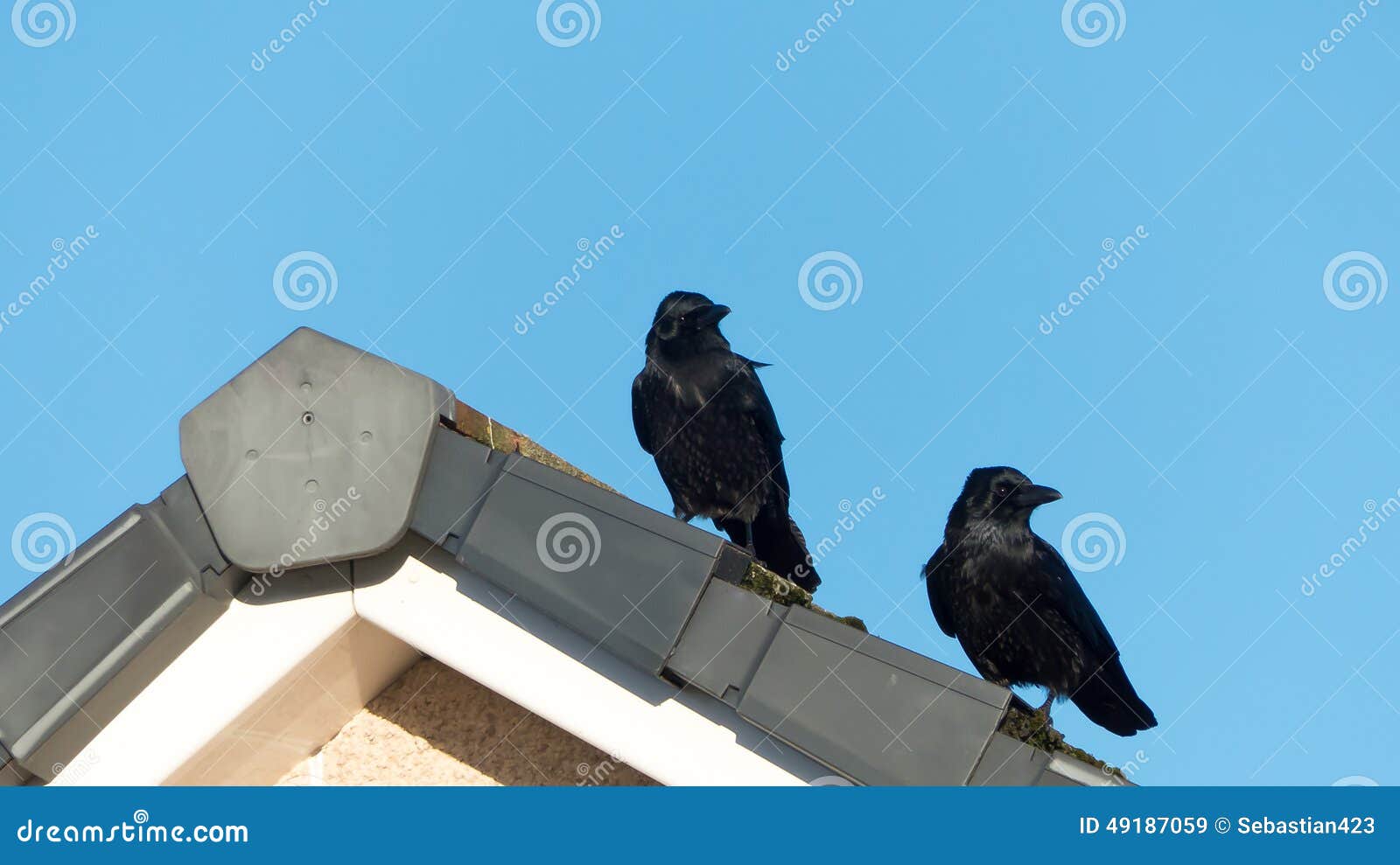 Black Crows stock image. Image of house, black, prey 49187059