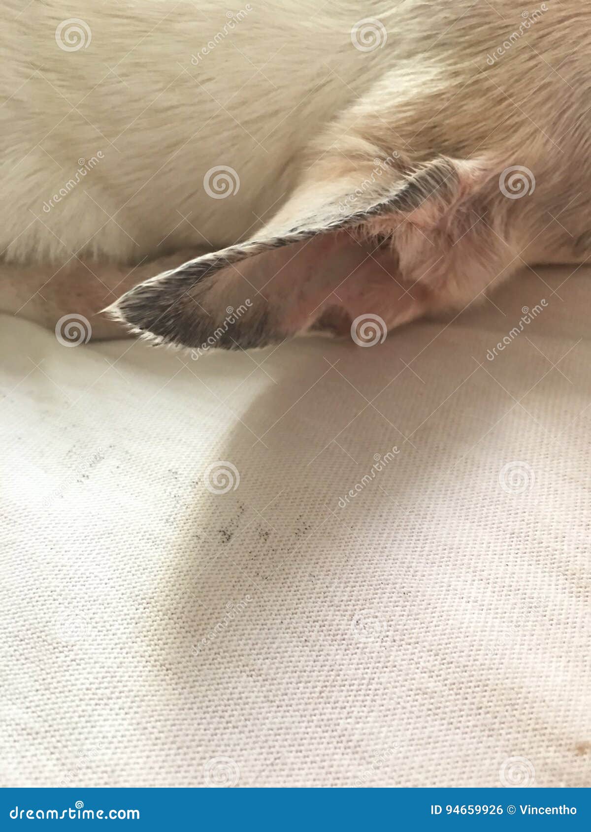 Black Crust on Outer Dog Ears Stock Photo Image of disease, sick