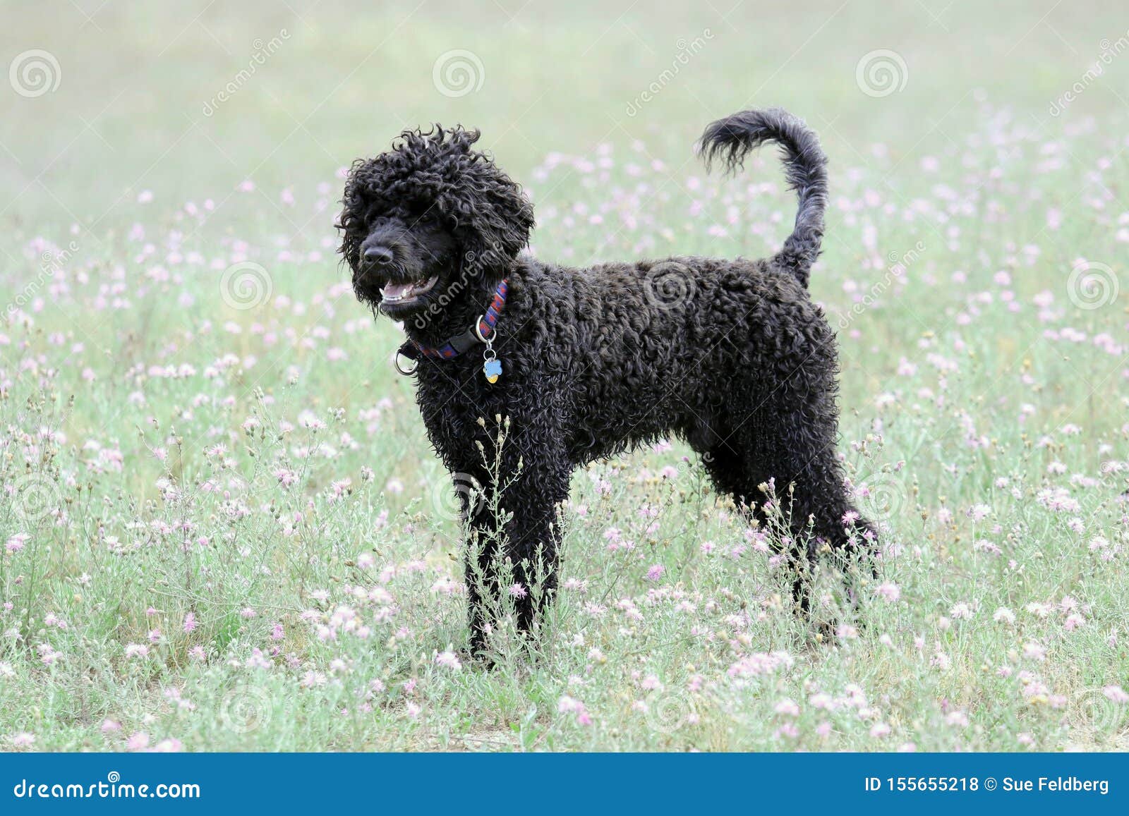 Black Portuguese Water Dog In A Summer Meadow Stock Photo Image Of Grassy Coat 155655218