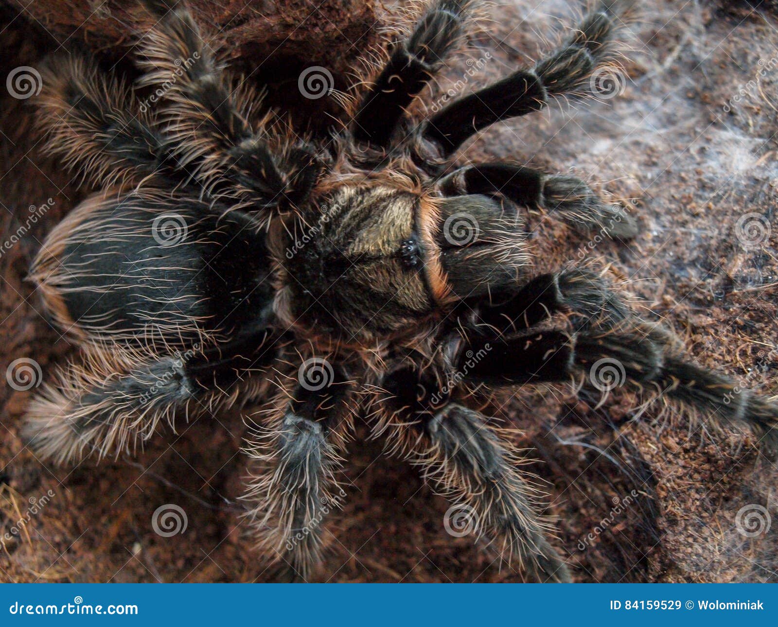 Black curly hair tarantula stock image. Image of hair - 84159529