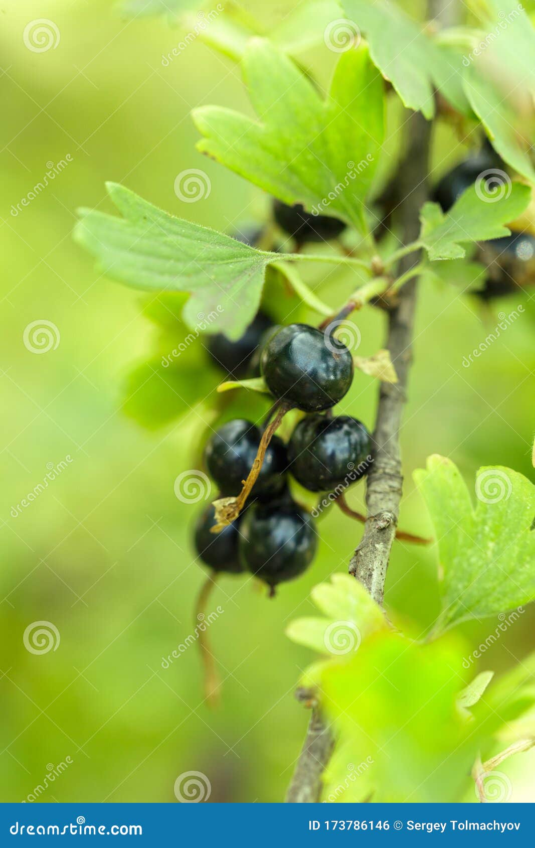 the black currant berries on a bush close-up