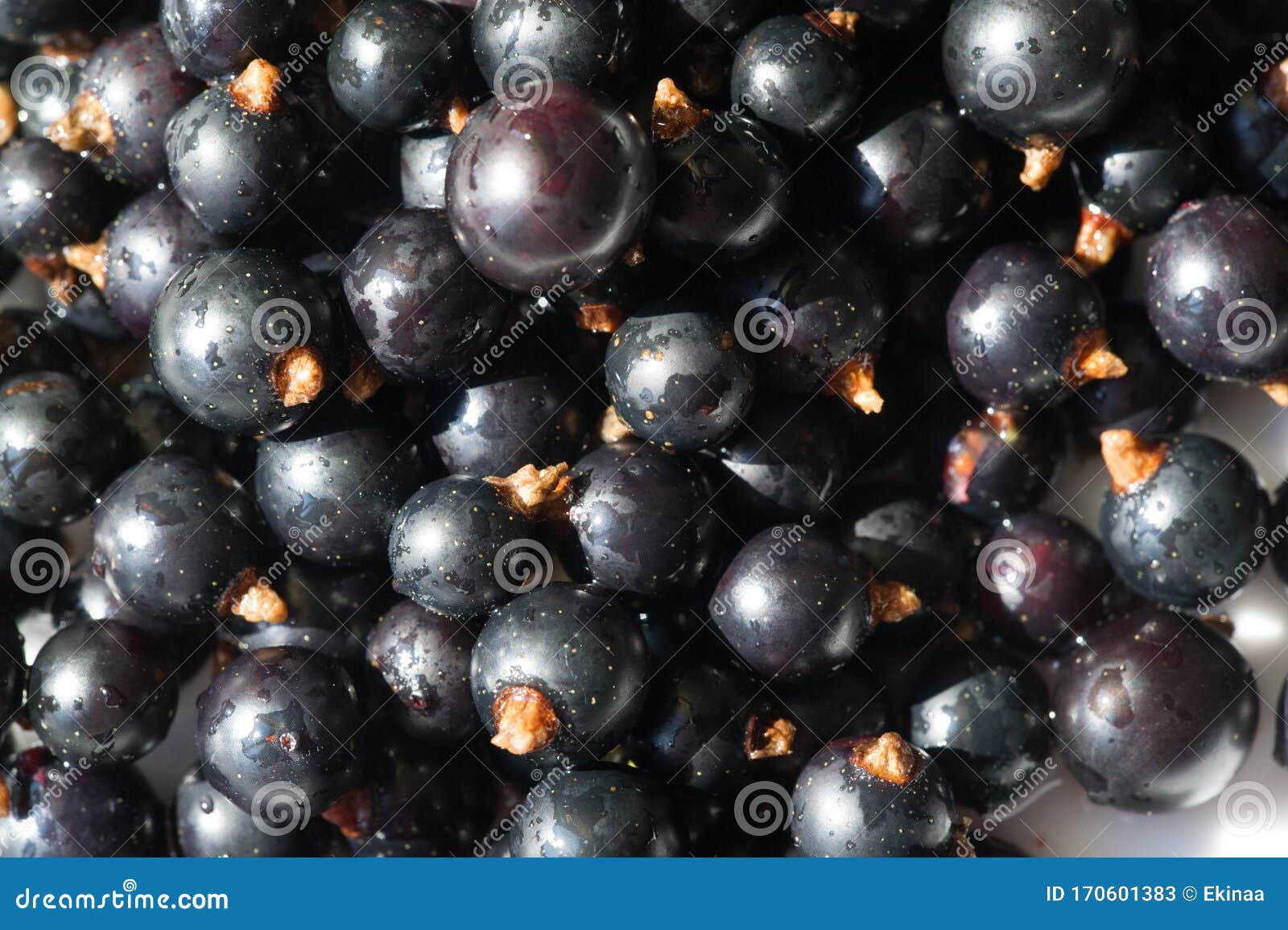 black currant, blackcurrant, blackberry. vitamin c and polyphenol phytochemicals.  they are used to make jams, jellies and syrups