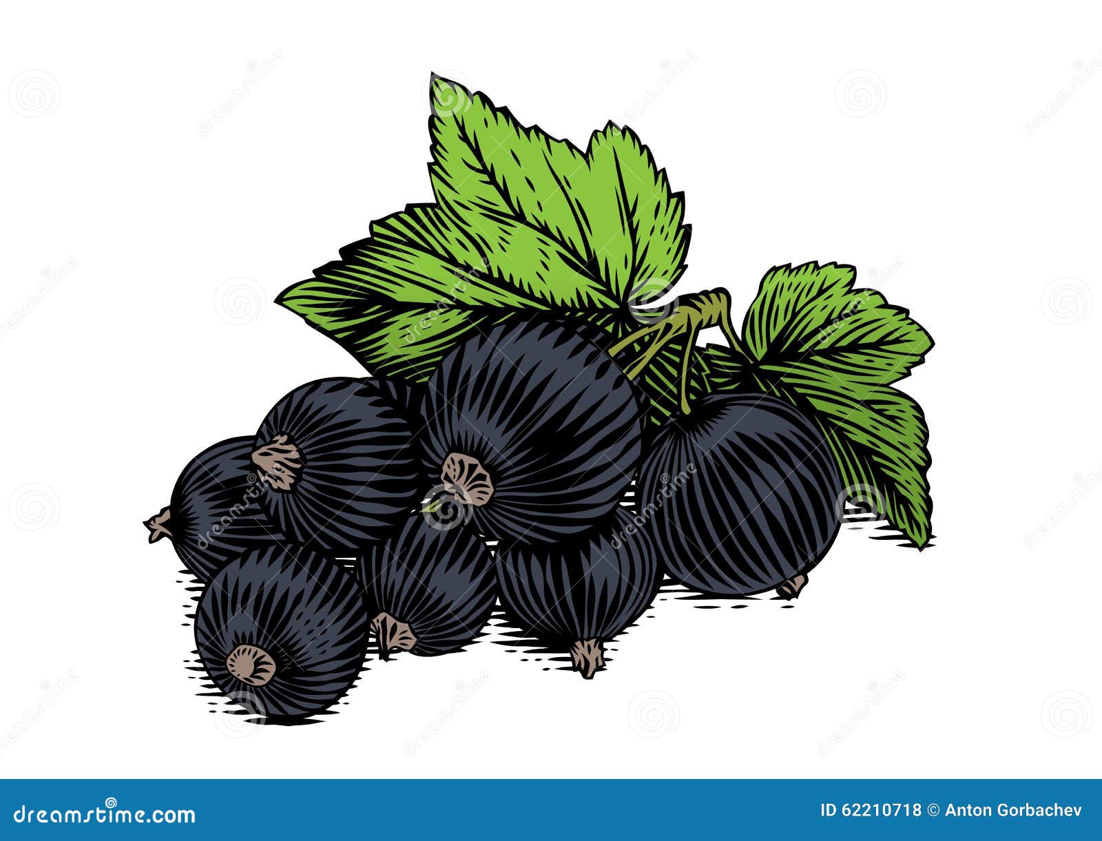 Botanical illustration of black currant hi-res stock photography and images  - Page 2 - Alamy