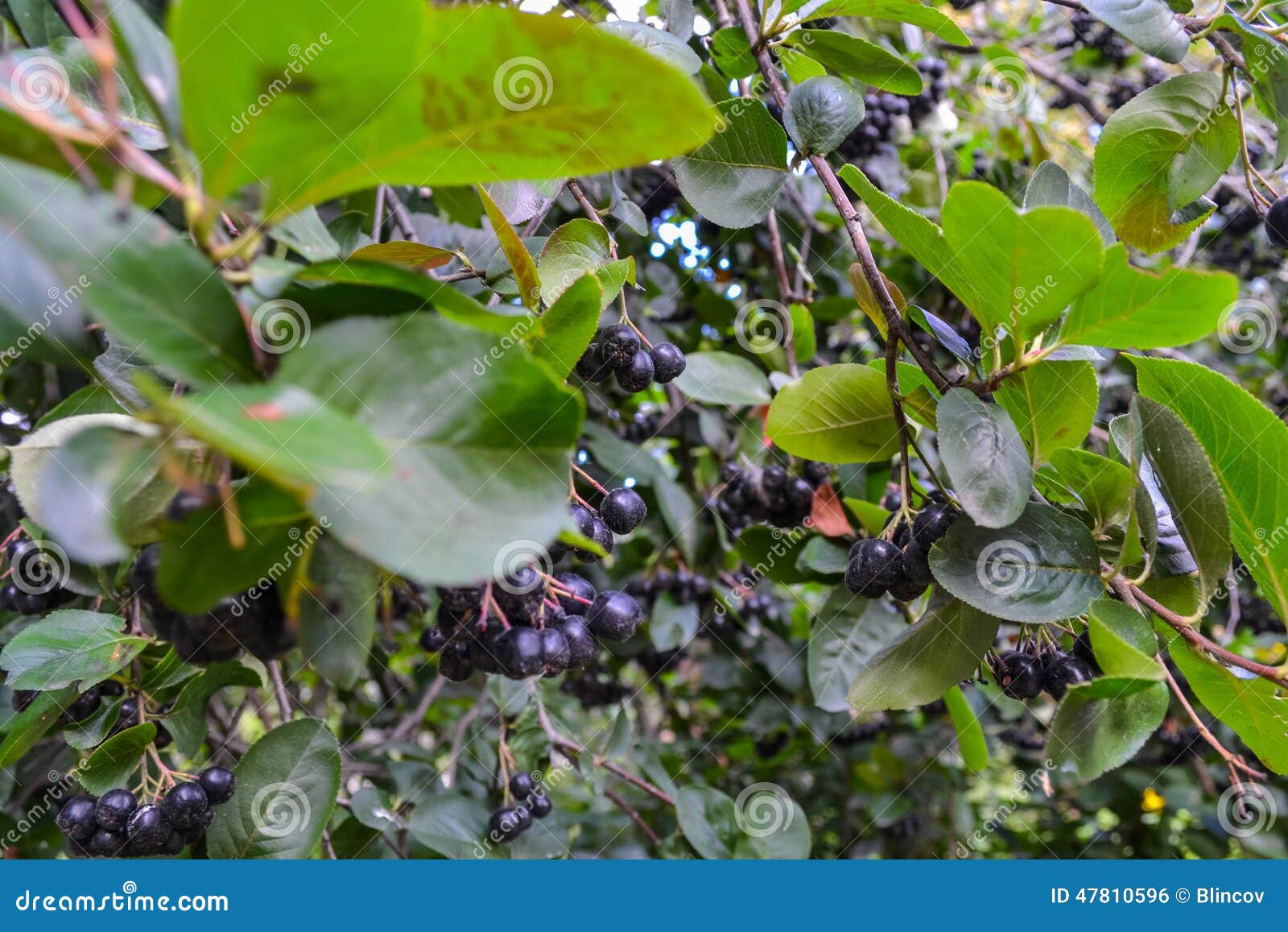 Black Currant. Ribes Nigrum Stock Photo Image of tree, green 47810596