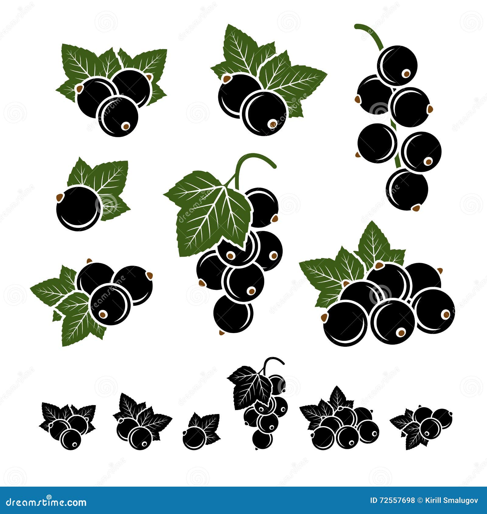 Botanical illustration of black currant hi-res stock photography and images  - Page 2 - Alamy