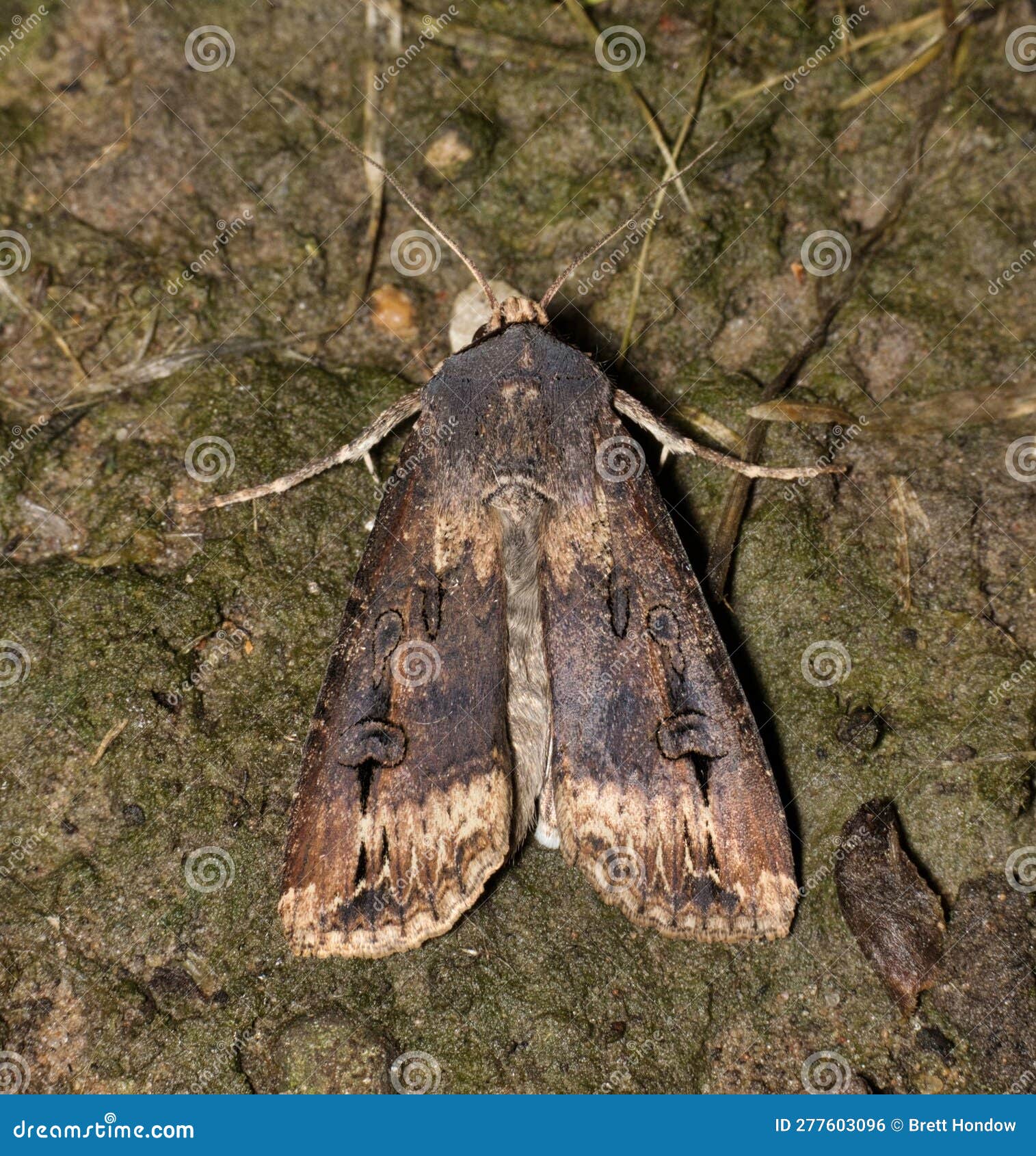 black cutworm moth (agrotis ipsilon) roosting on the ground, dorsal view.