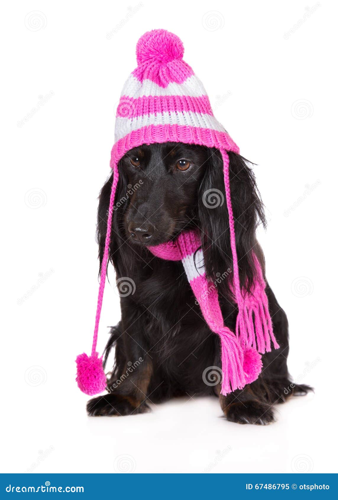Black Dachshund Dog In A Hat And Scarf Stock Image Image Of Pink
