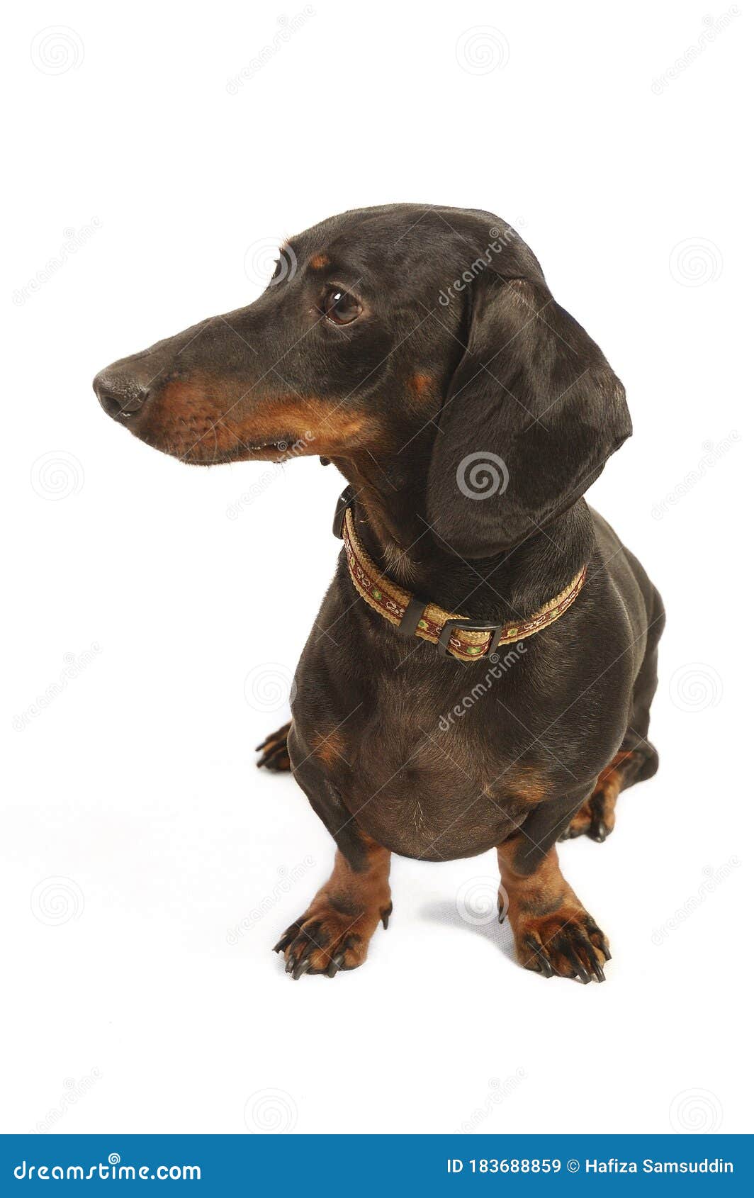 sausage dog sitting