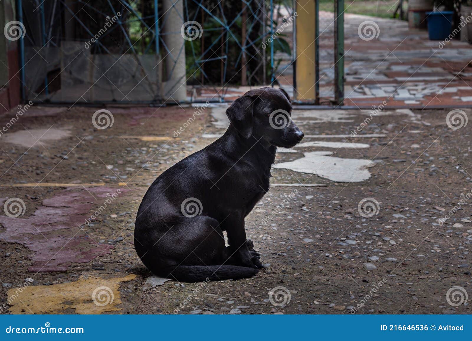 black dachshund sitting resting