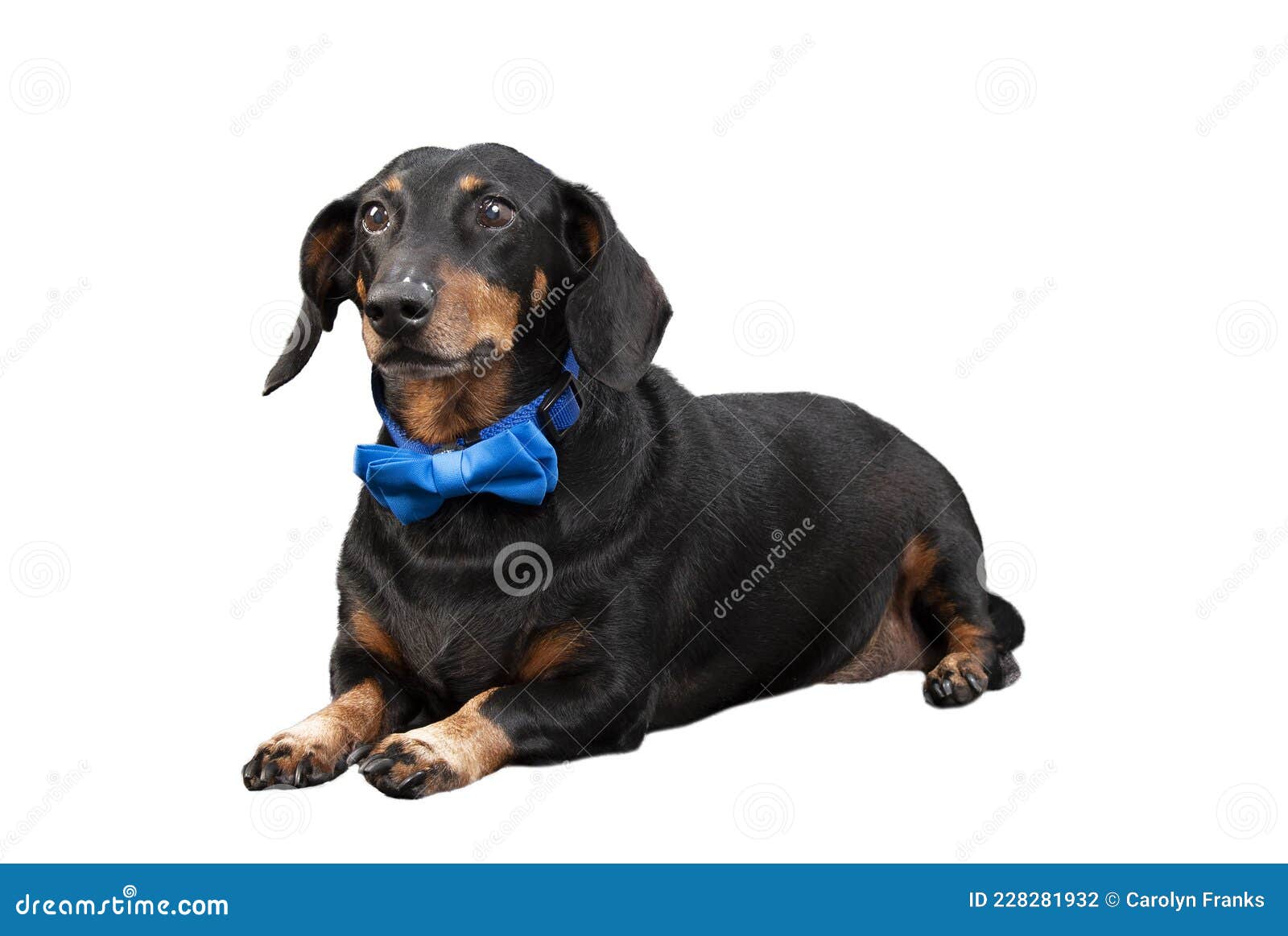 Black Dachshund Wearing Blue Bow Tie Isolated on White with Copyspace