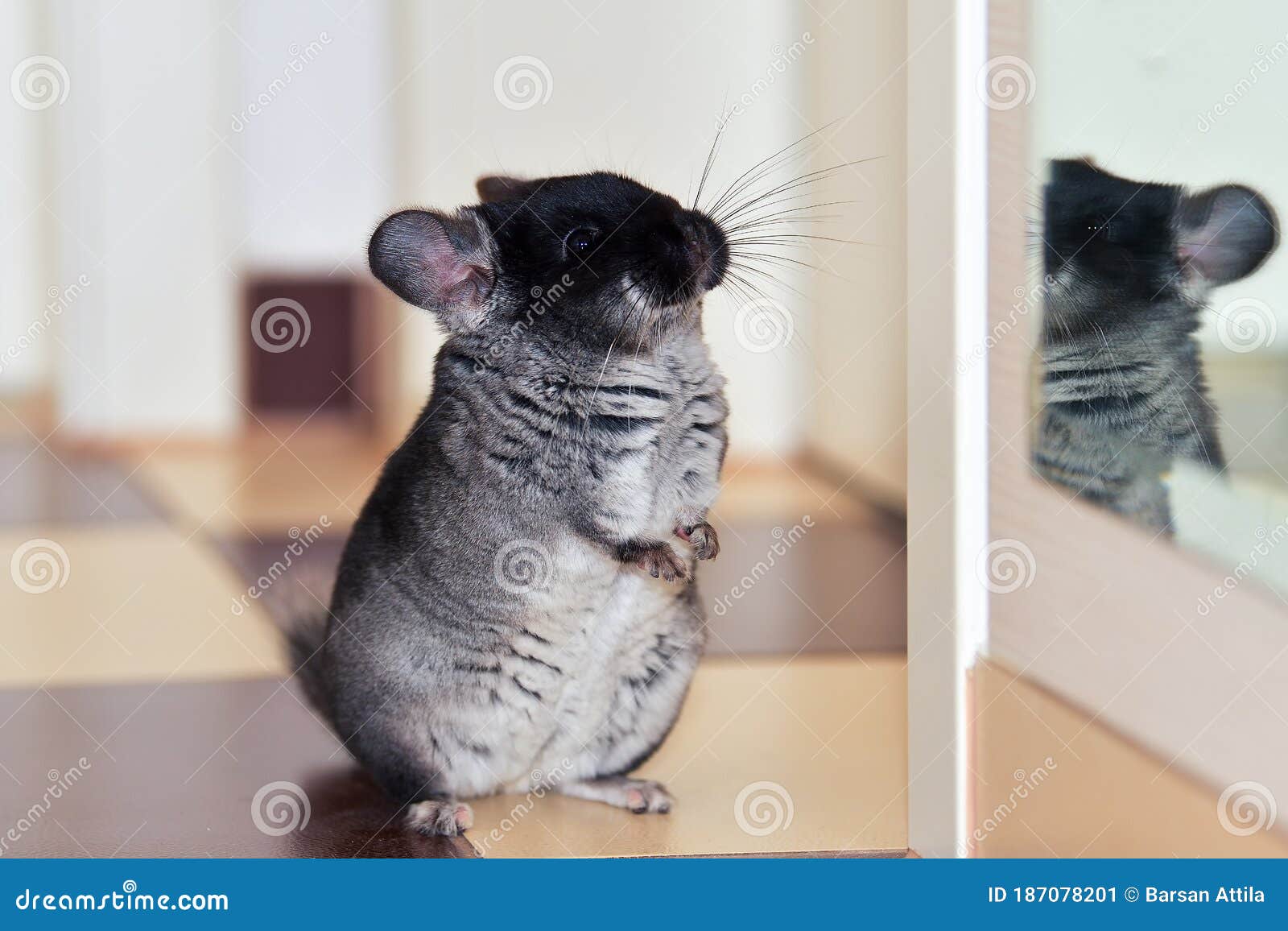 dark grey chinchilla