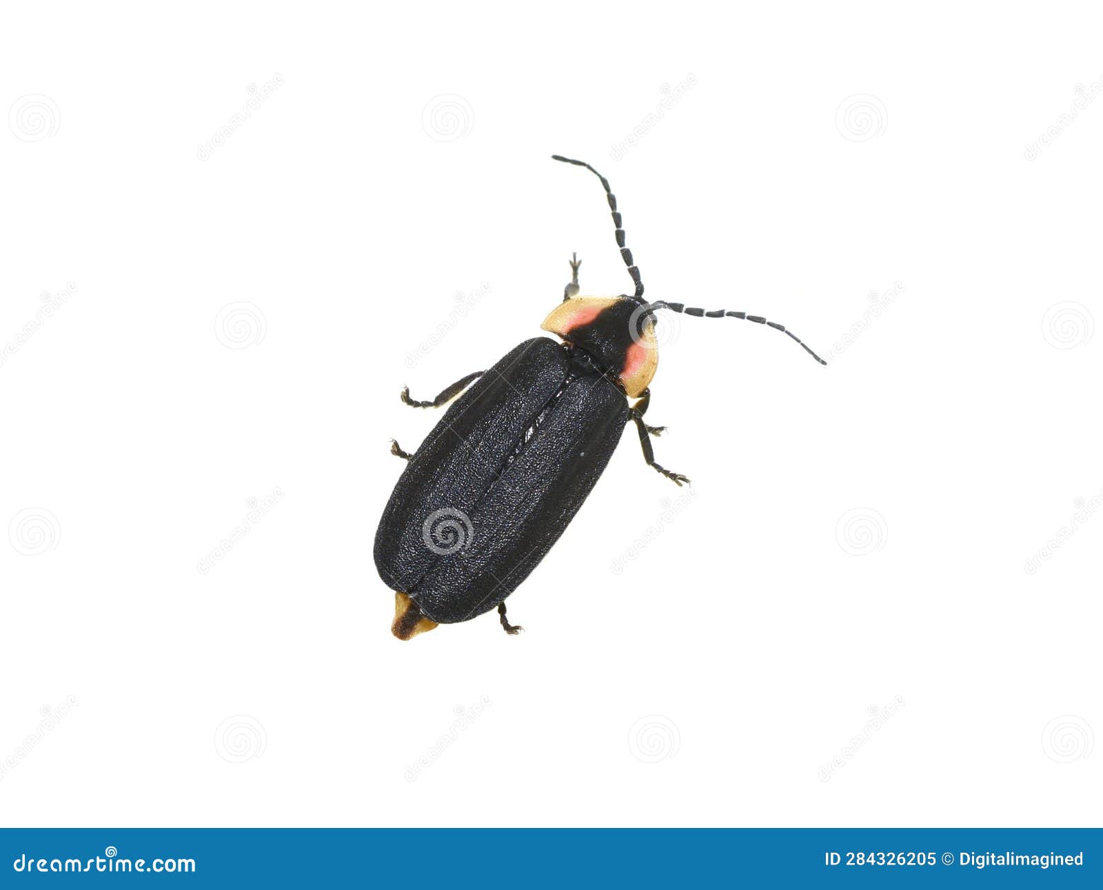 black diurnal firefly on white background
