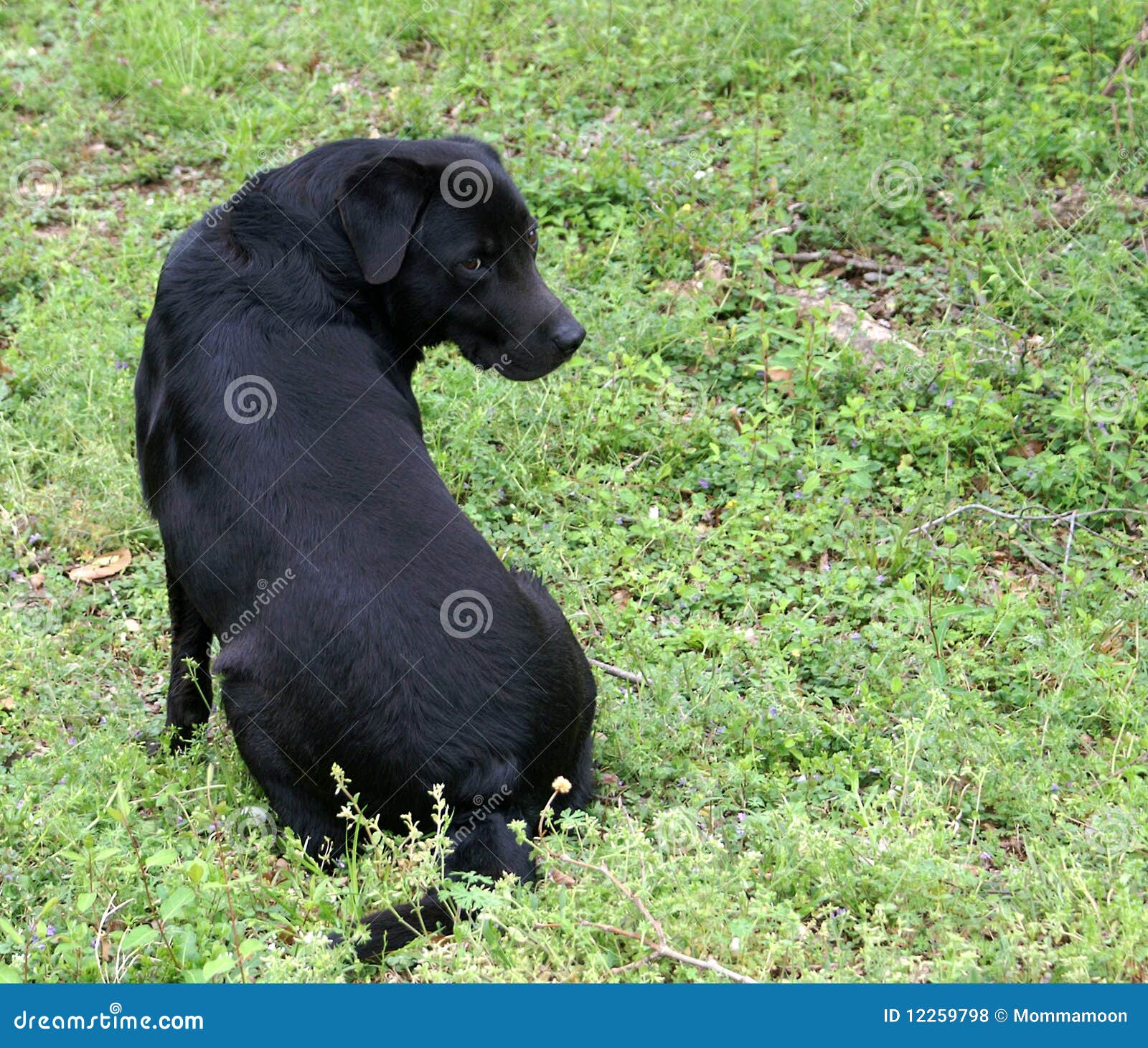 Black Dog stock photo. Image of senior, retriever, black 12259798