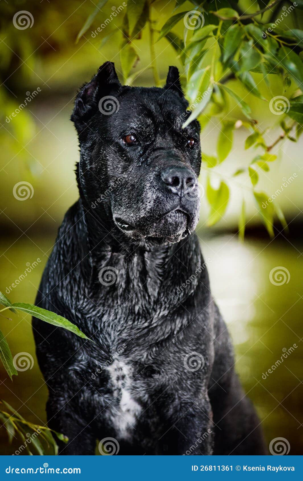 Black Dog Cane Corso stock image. Image of happy, young - 26811361