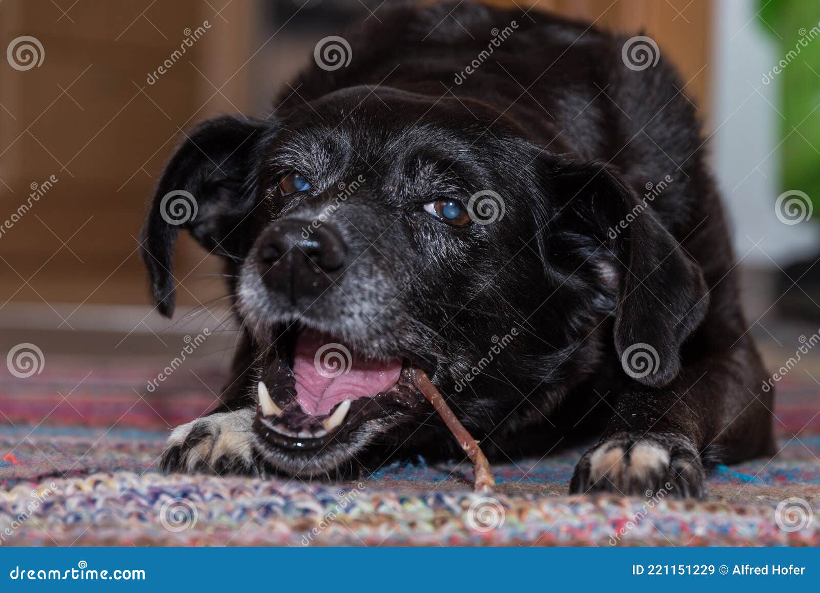 Black Dog Chewing on Chewing Bones Stock Image Image of chewing