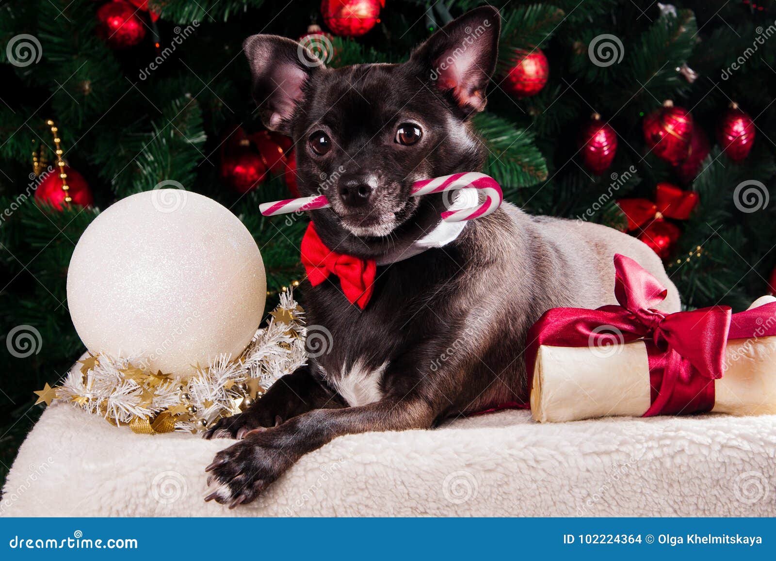 Black Dog with Christmas Bone Gift with Christmas Tree Stock Photo