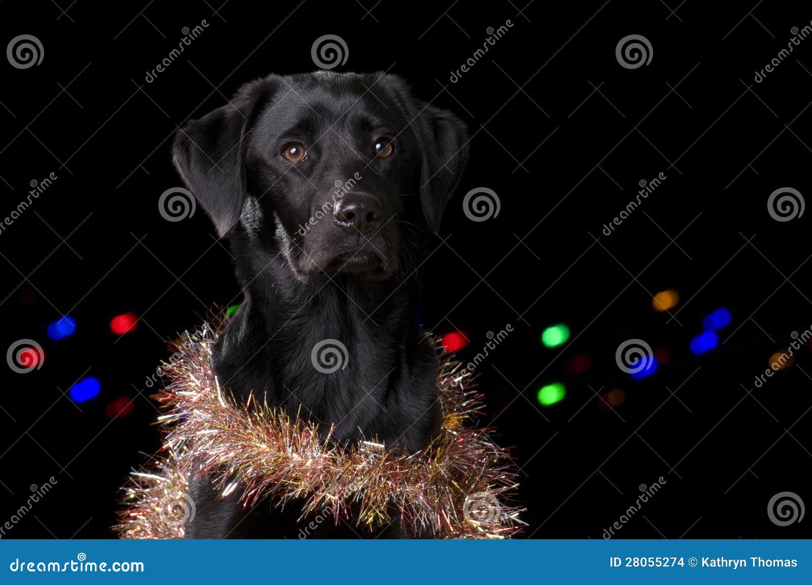 Black Dog with Christmas Props Stock Photo Image of black, gold 28055274