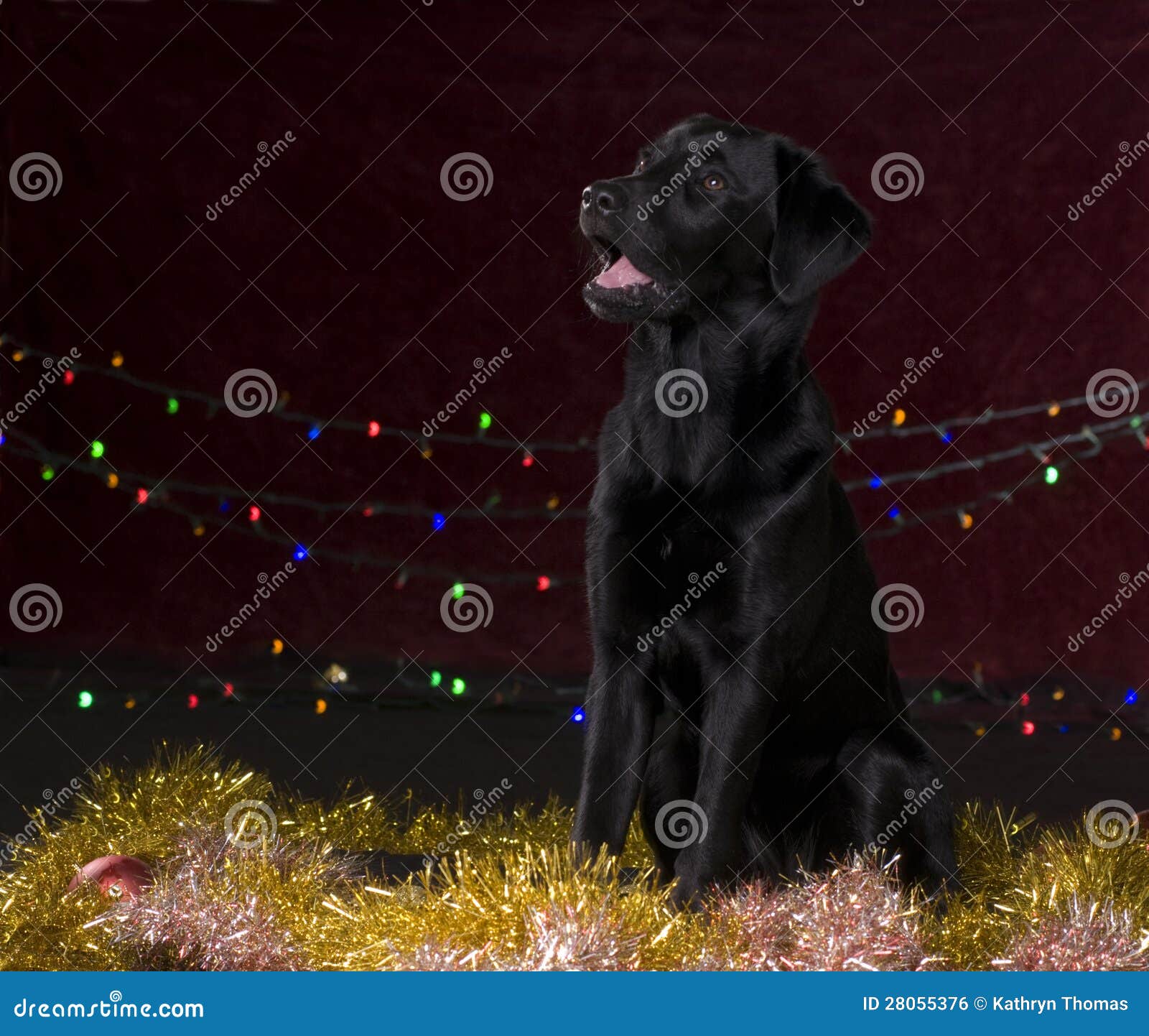 Black Dog with Christmas Props Stock Photo Image of shiny, labrador
