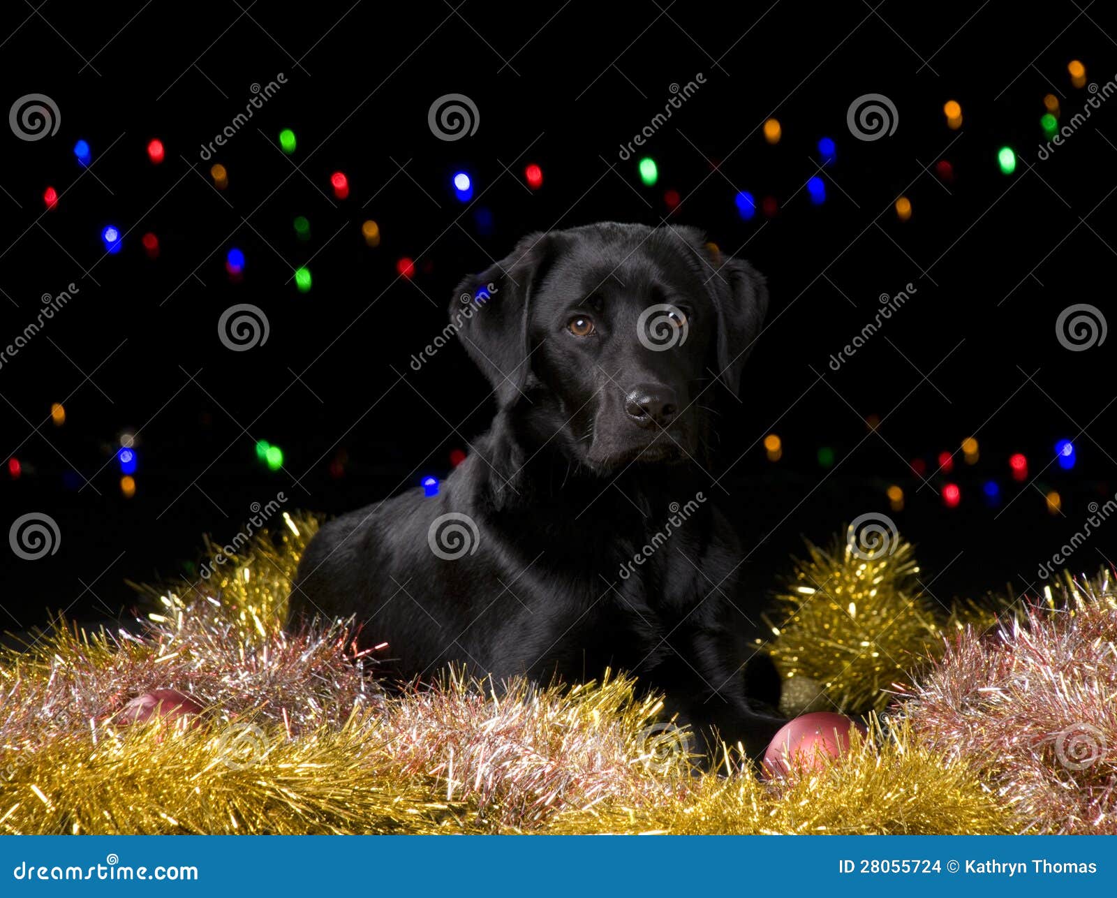Black Dog with Christmas Props Stock Photo Image of black, fairy