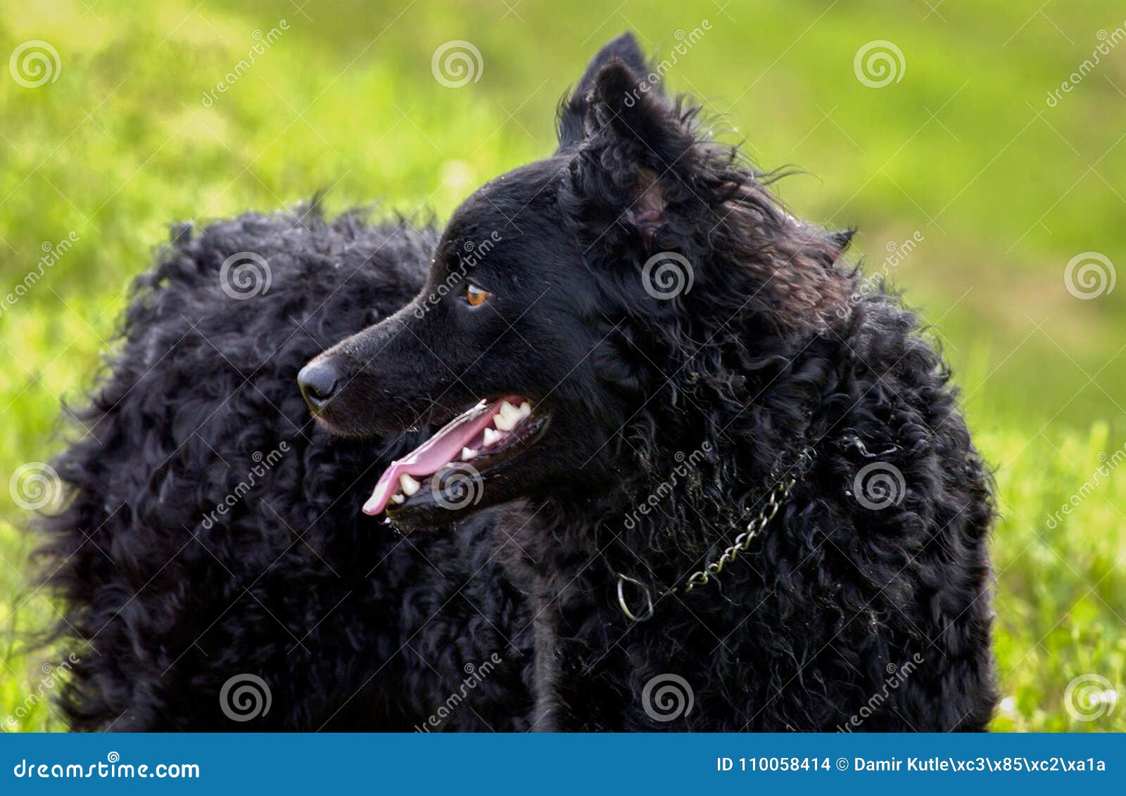 black dog croatian shepherd rea